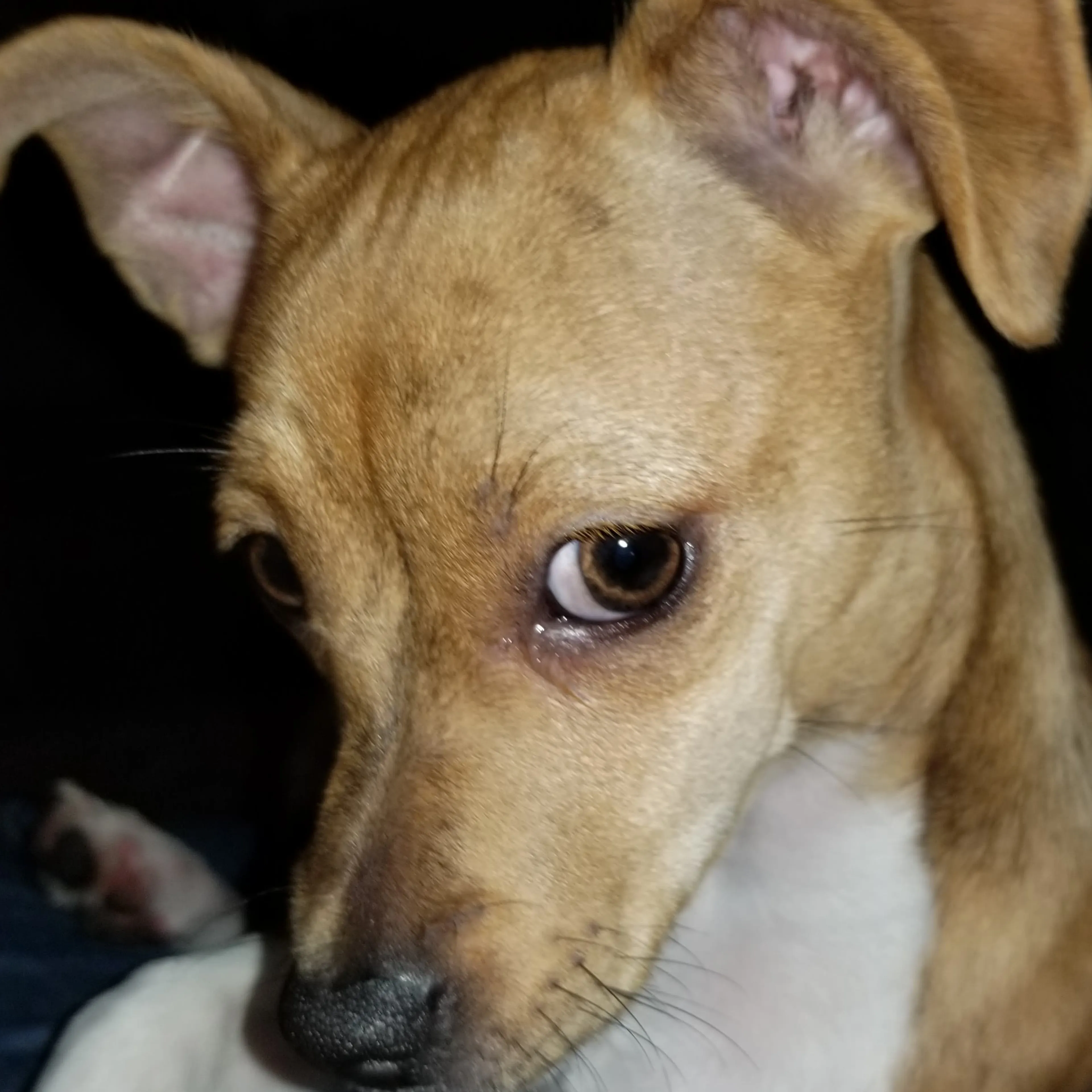 Lost pet-2