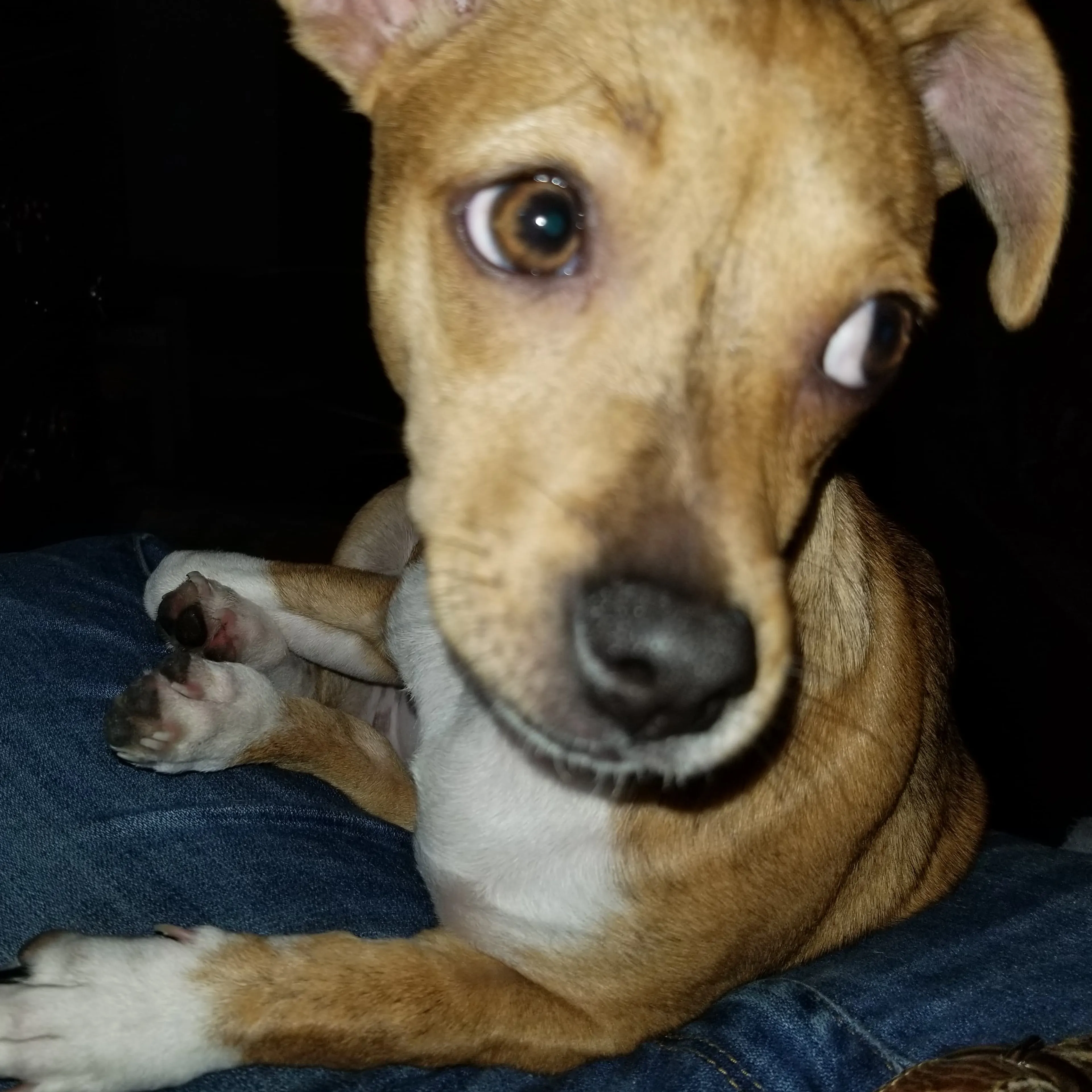 Lost pet-1
