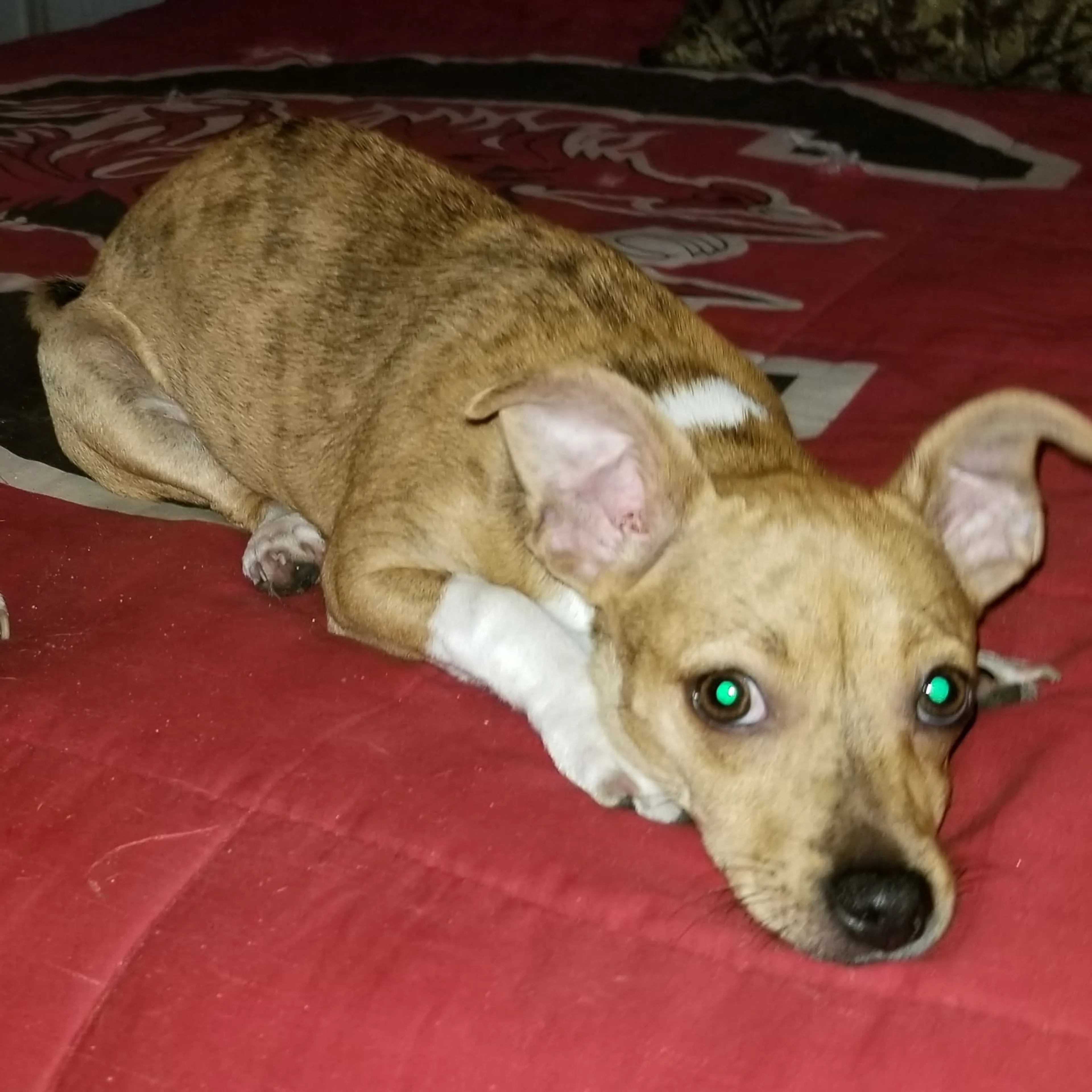 Lost pet-3