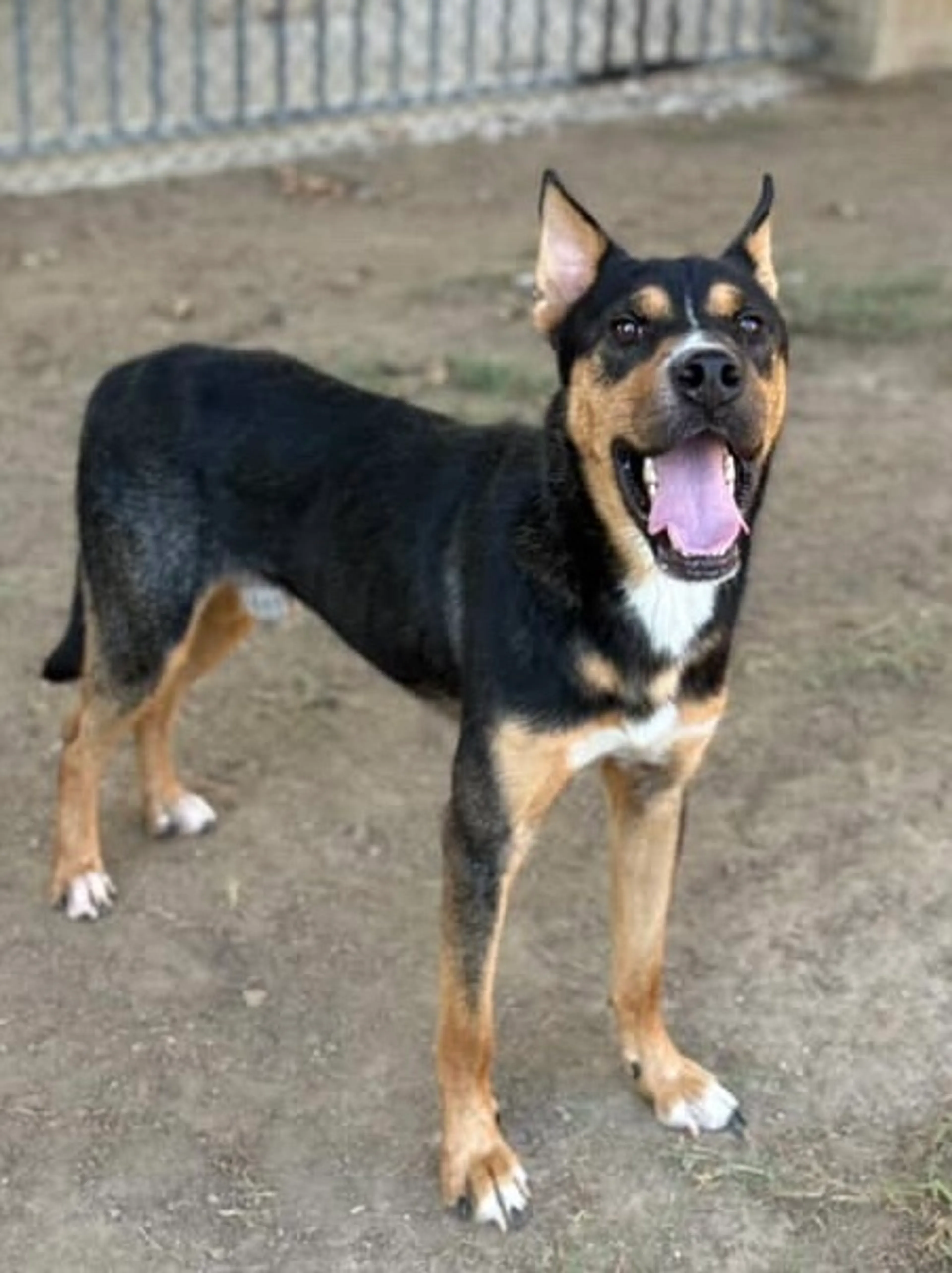 Found pet