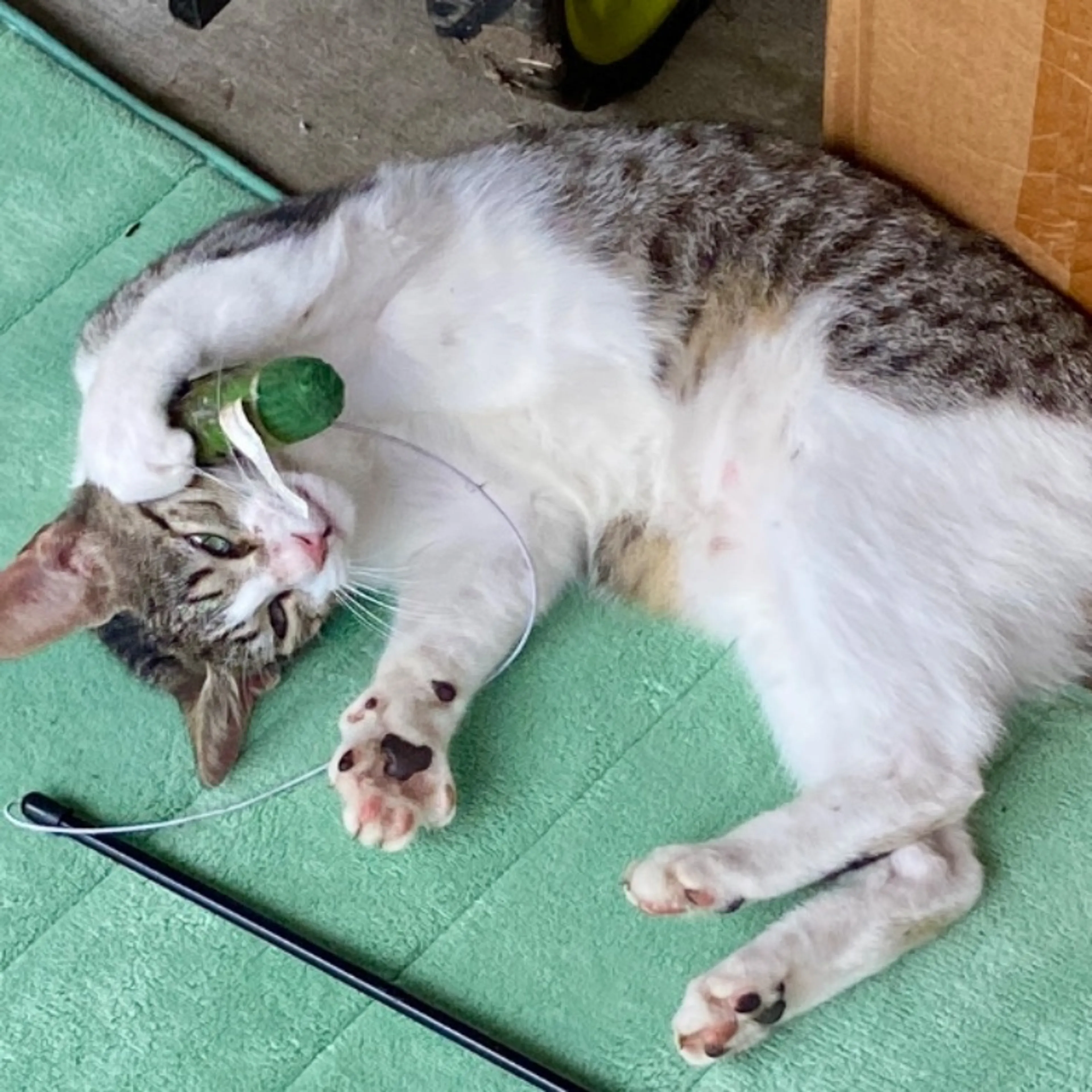 Lost pet
