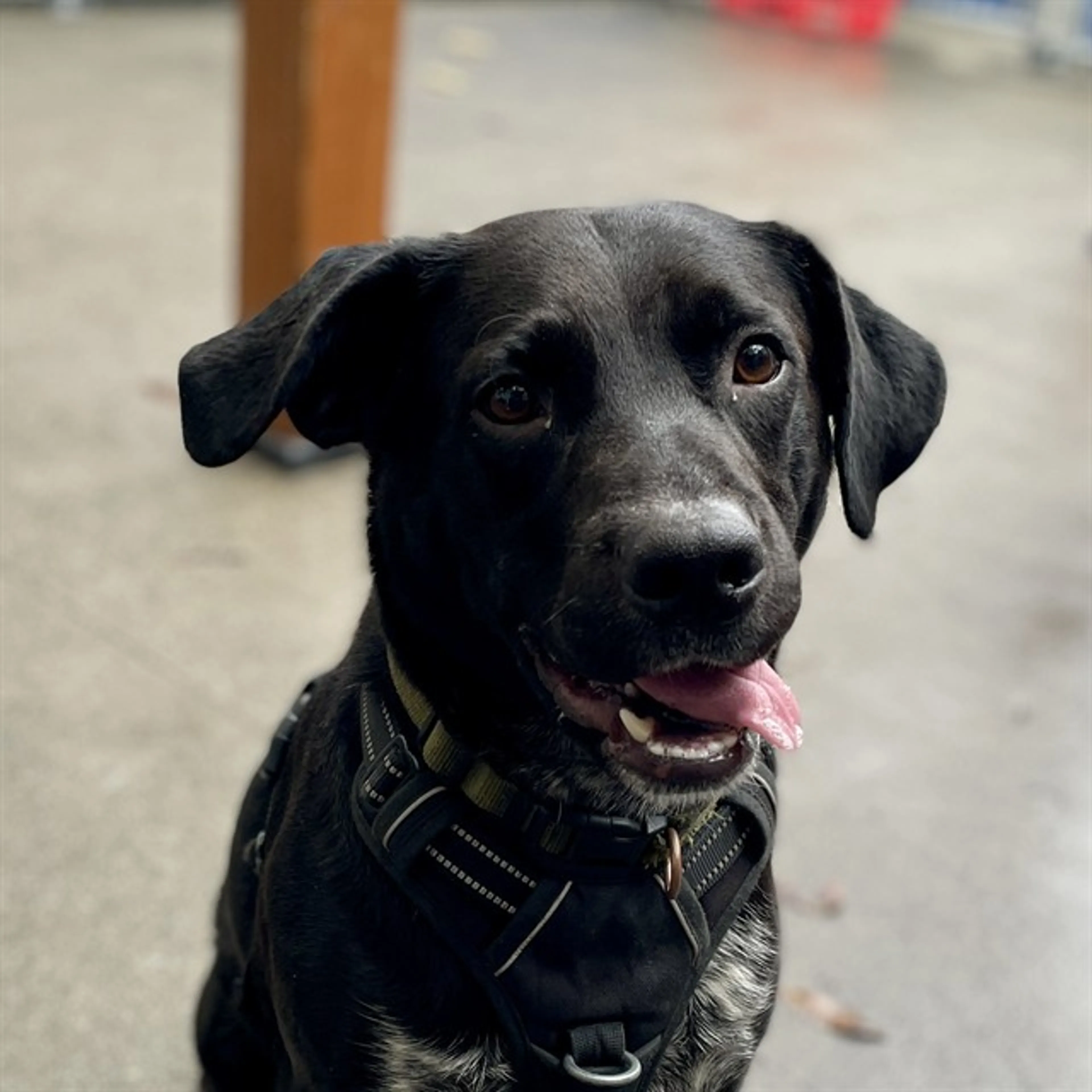 Found pet