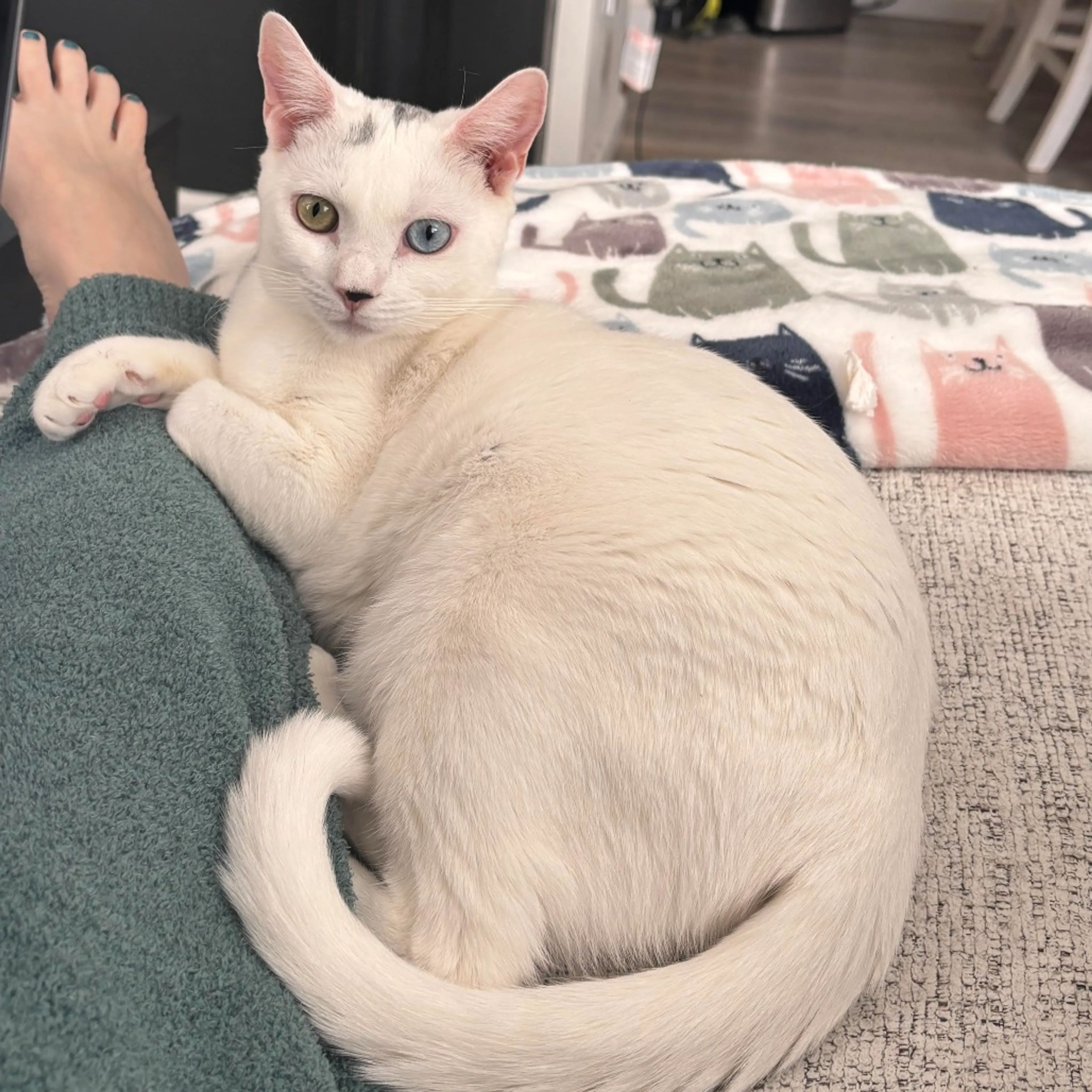 Found pet-5