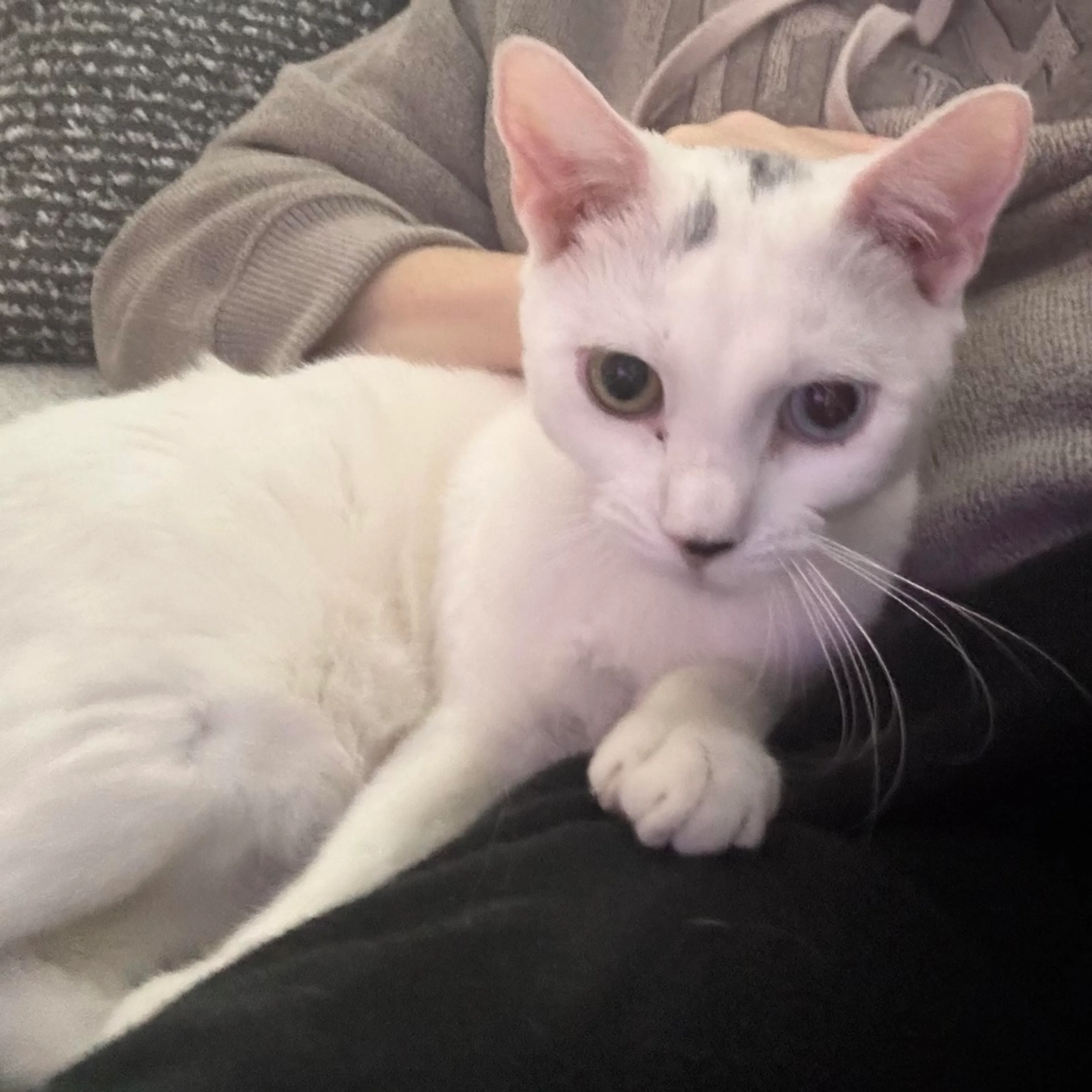 Found pet-7