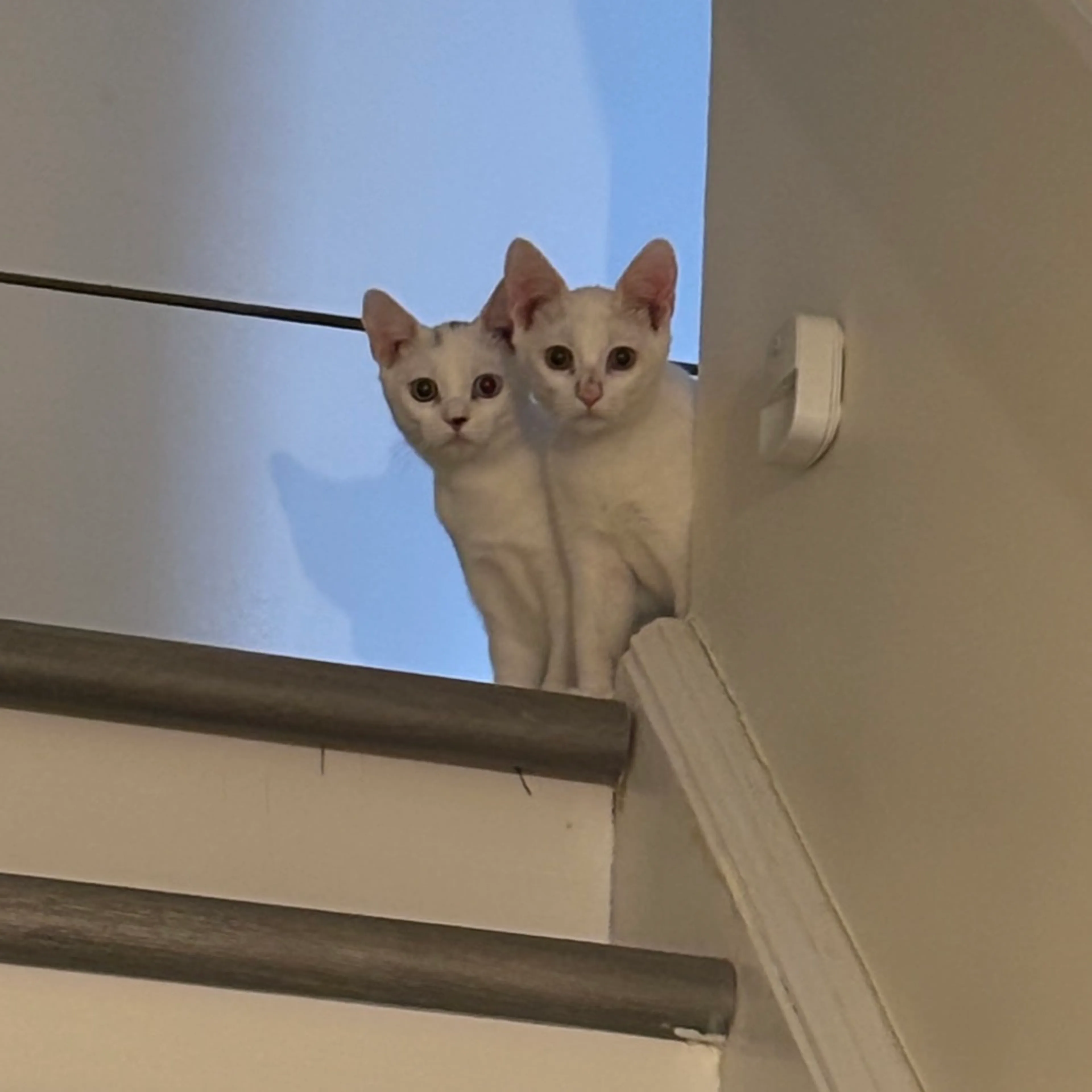 Found pet-3