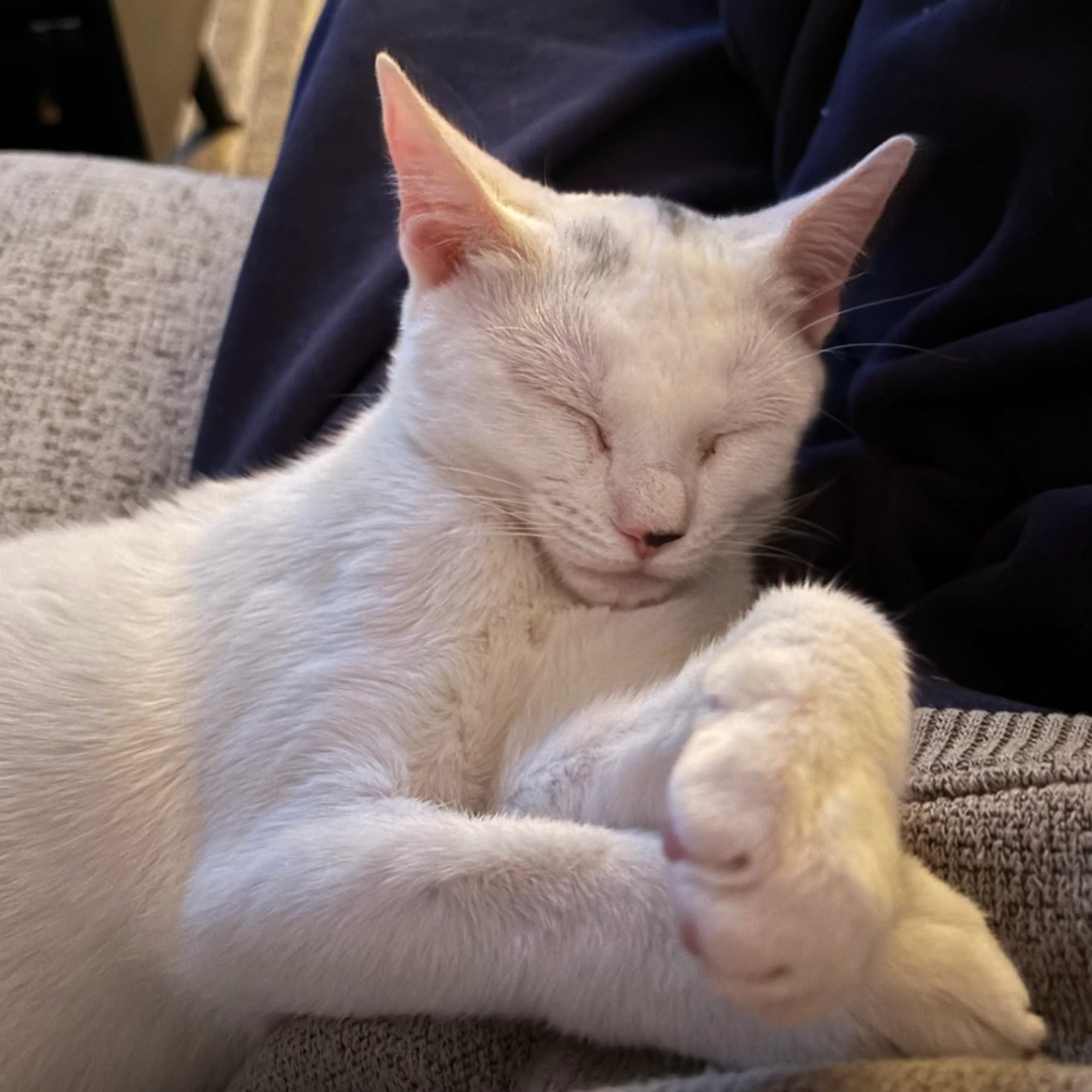 Found pet-2