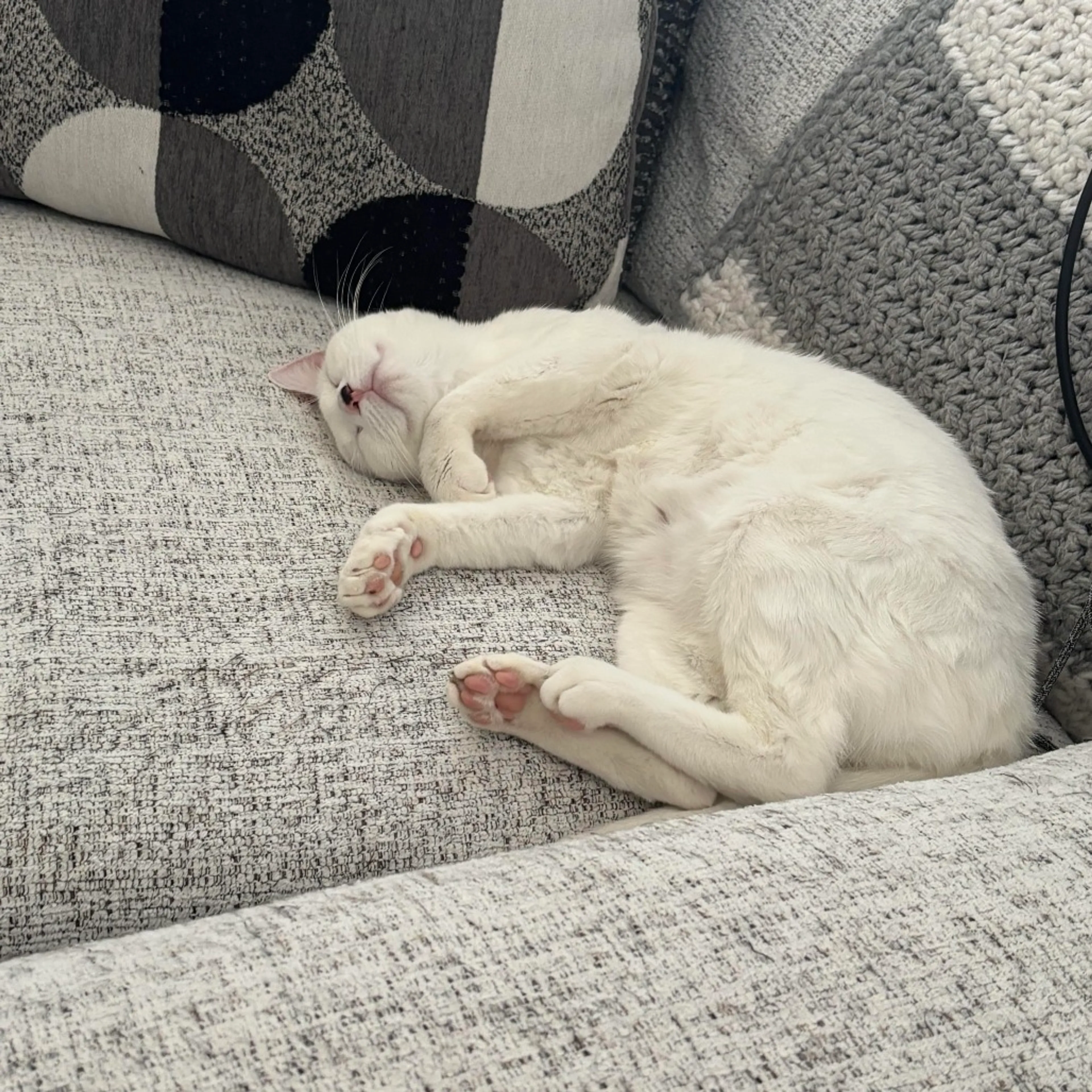 Found pet-4