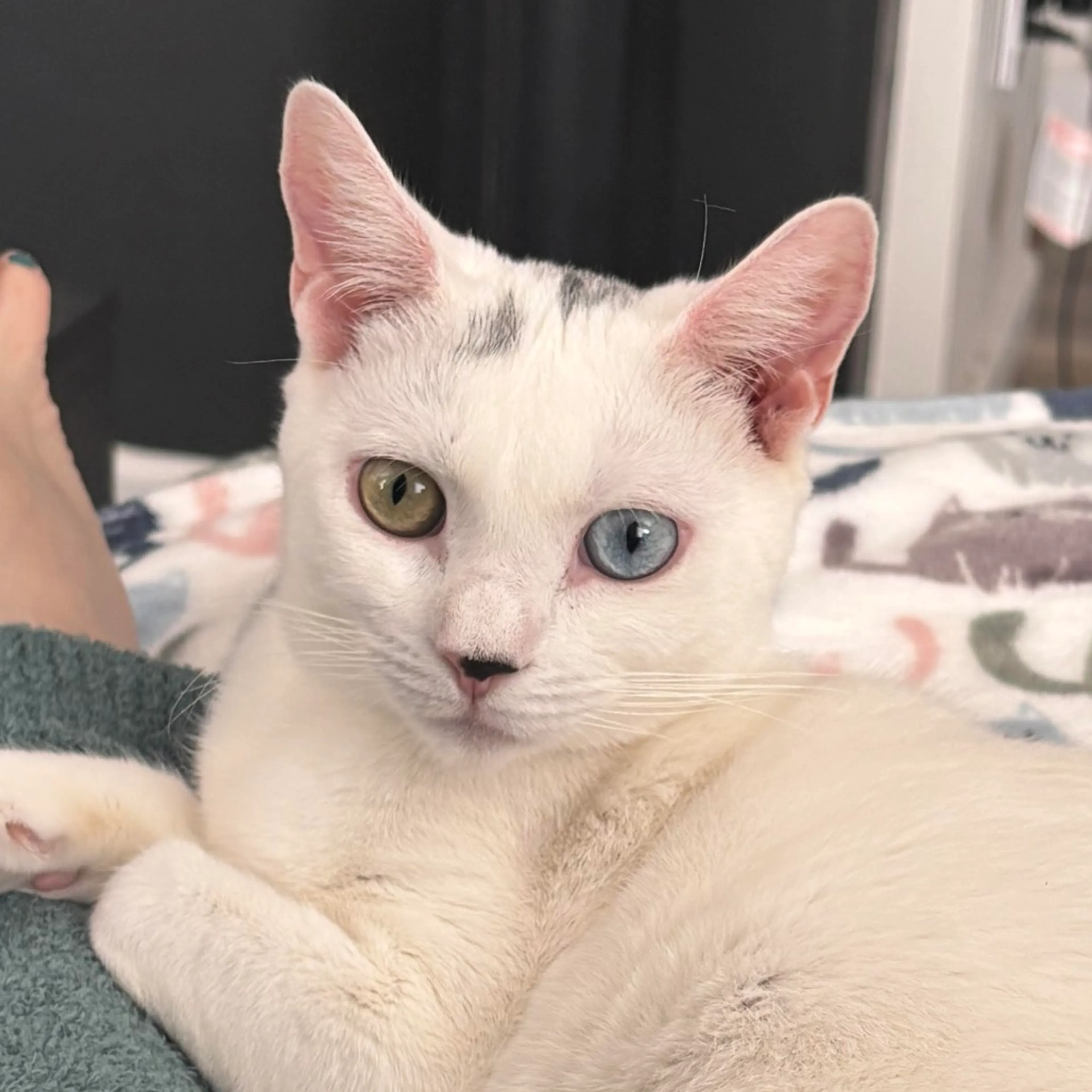 Found pet-8