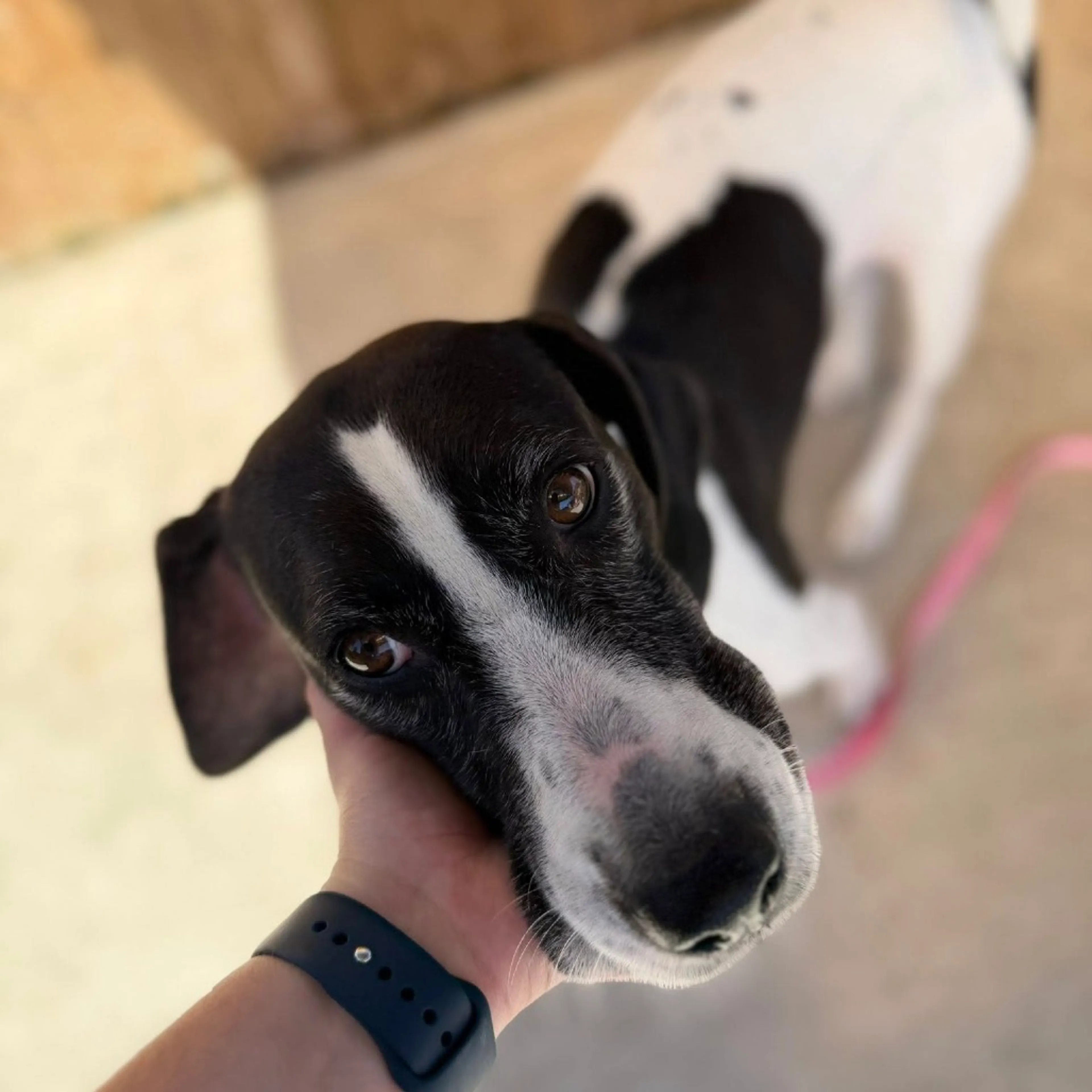 Found pet-9