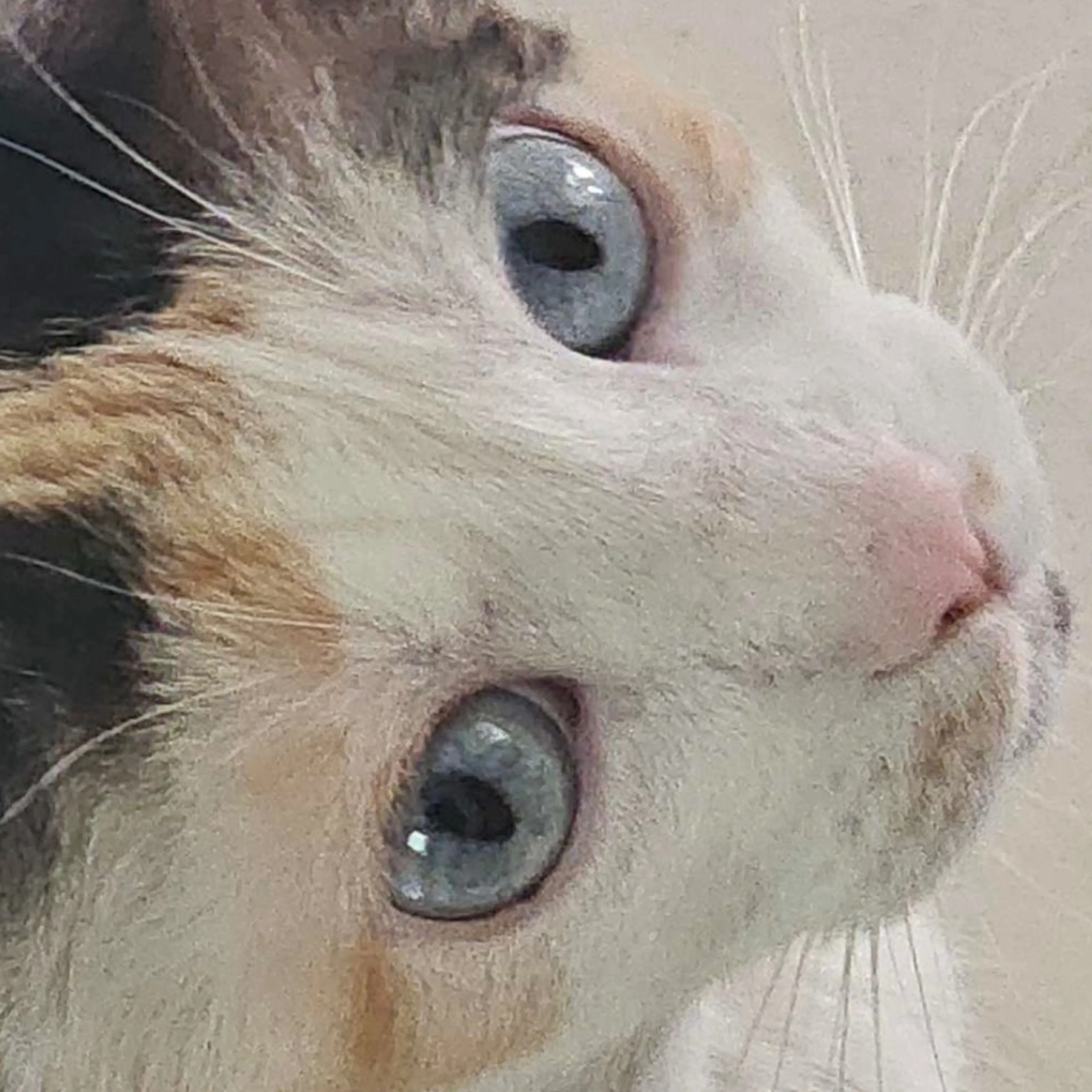 Lost pet-2