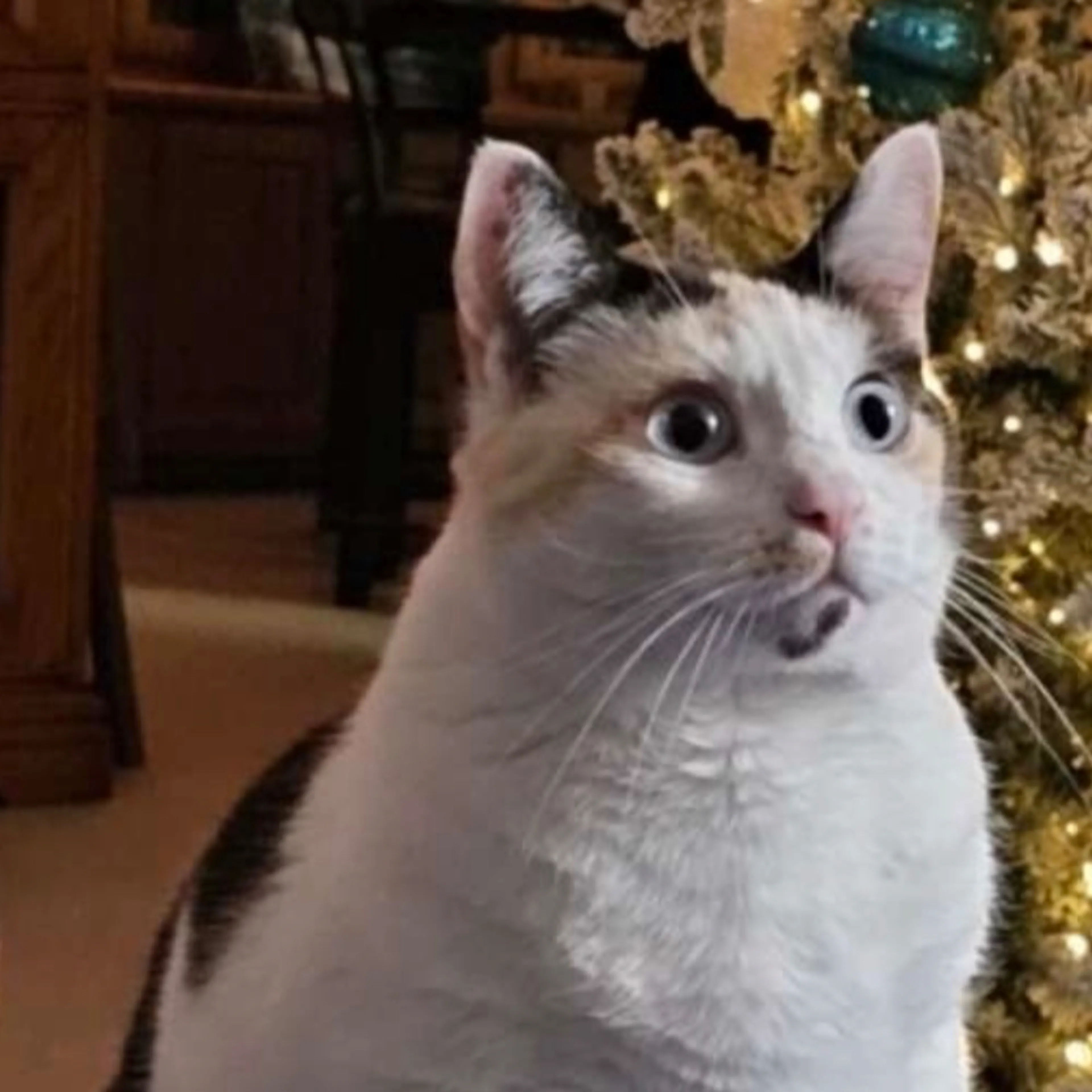 Lost pet-1