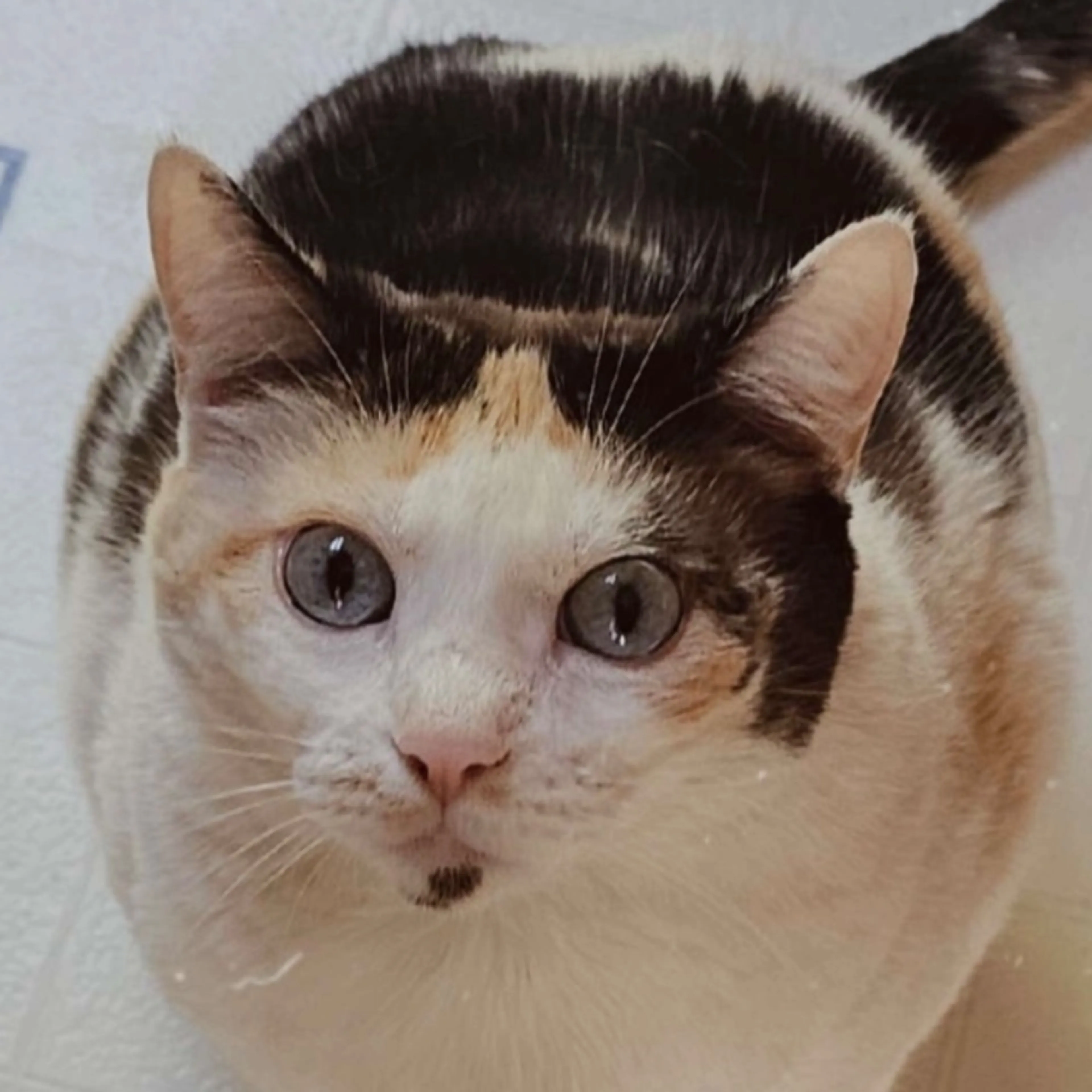 Lost pet-0