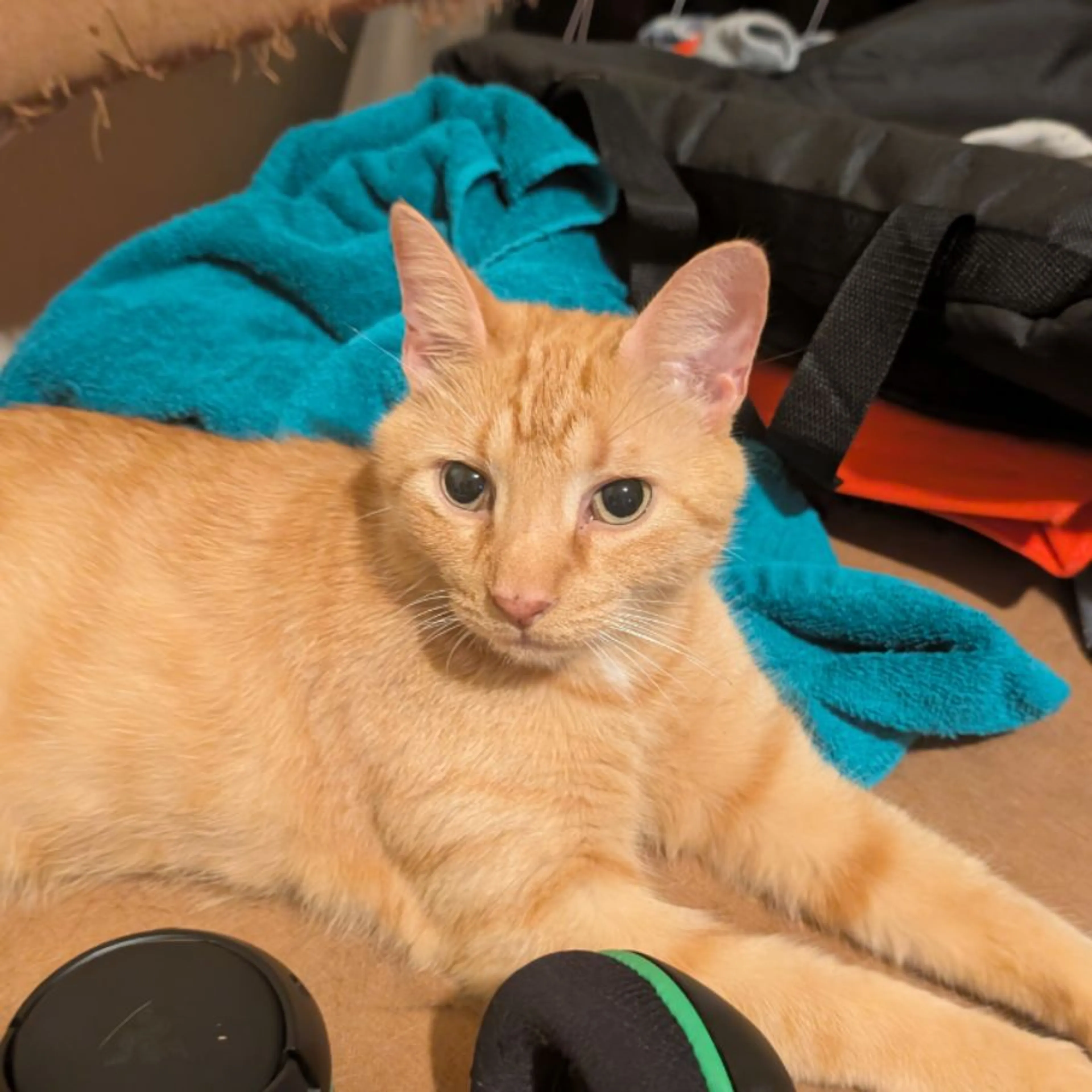 Lost pet-0