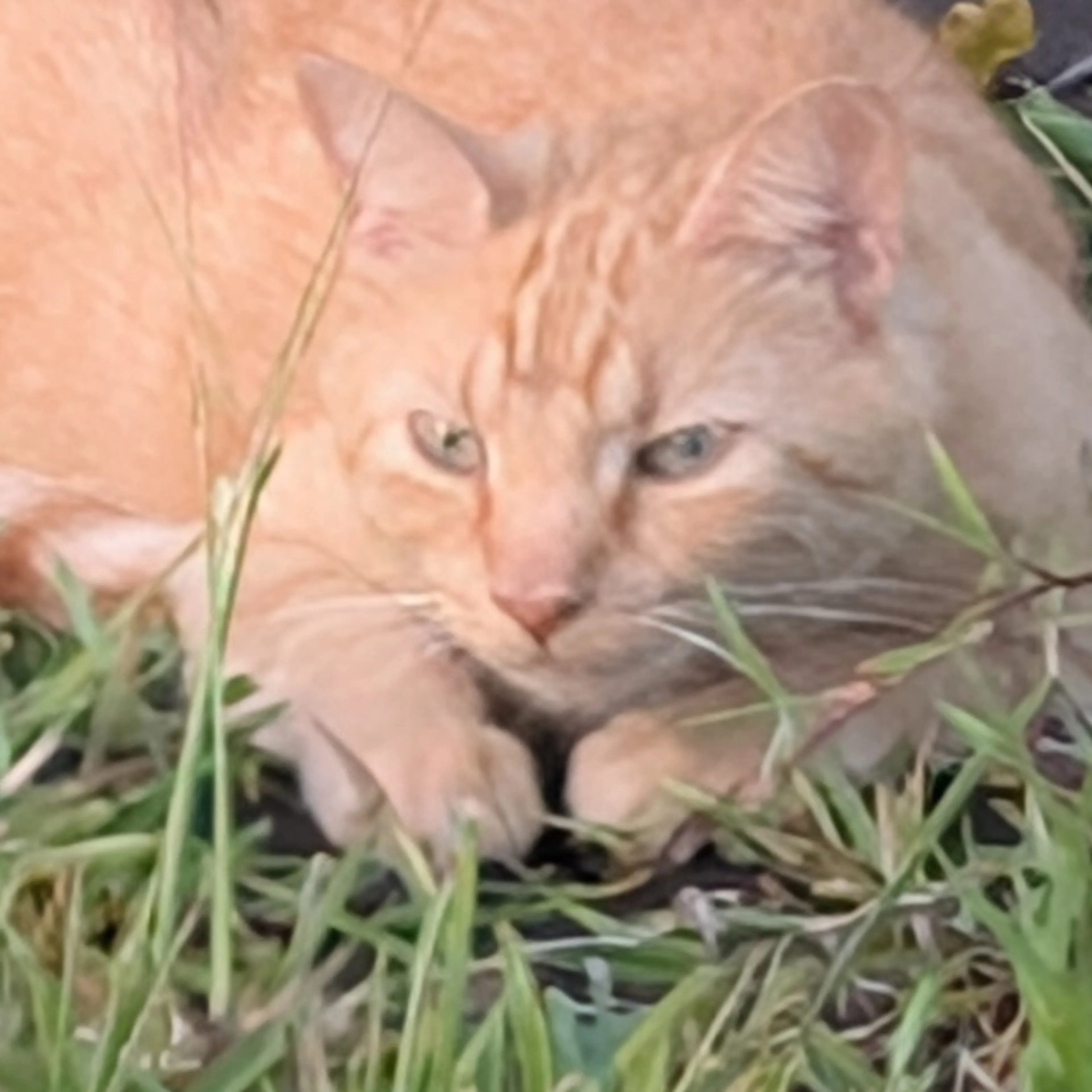 Lost pet-2