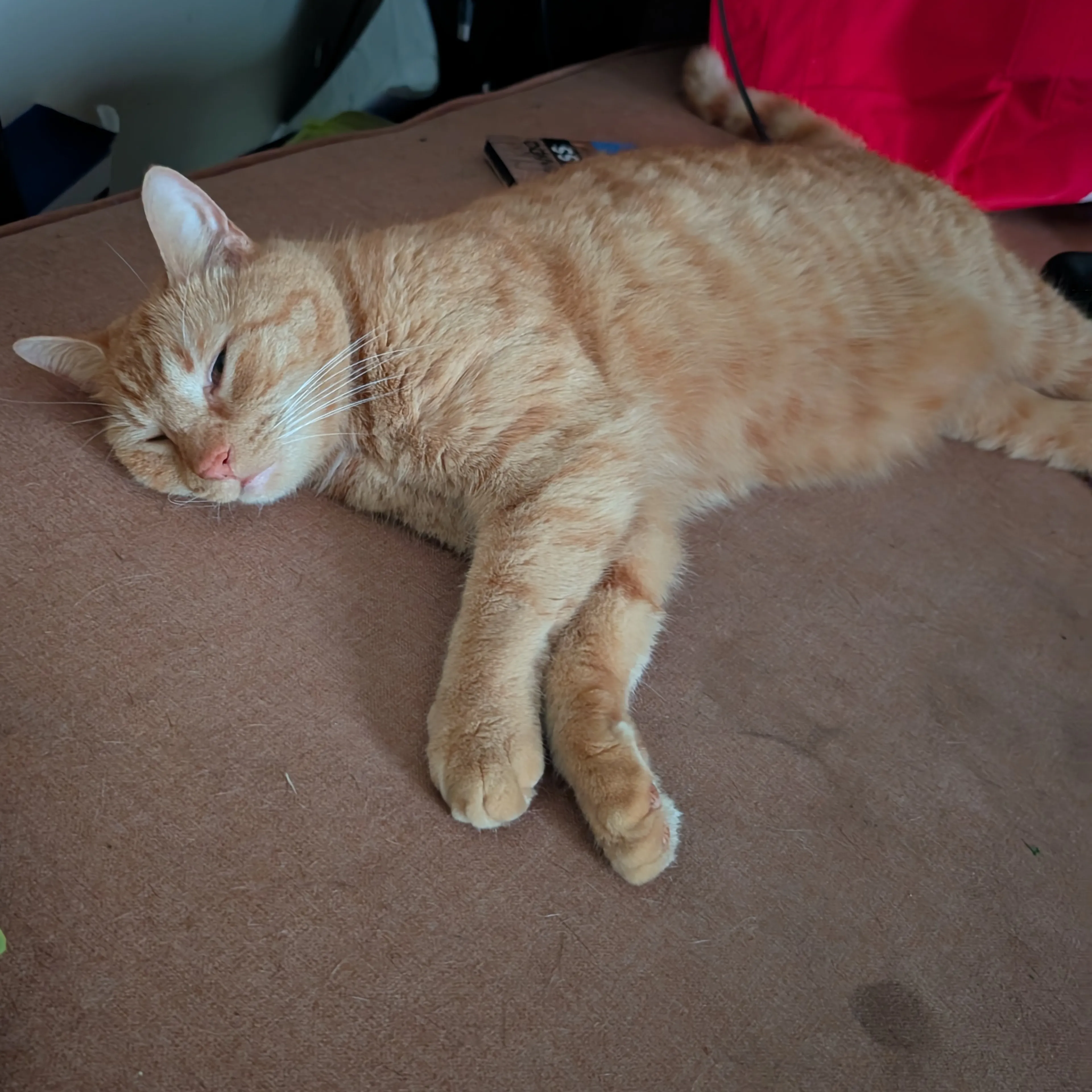 Lost pet-1
