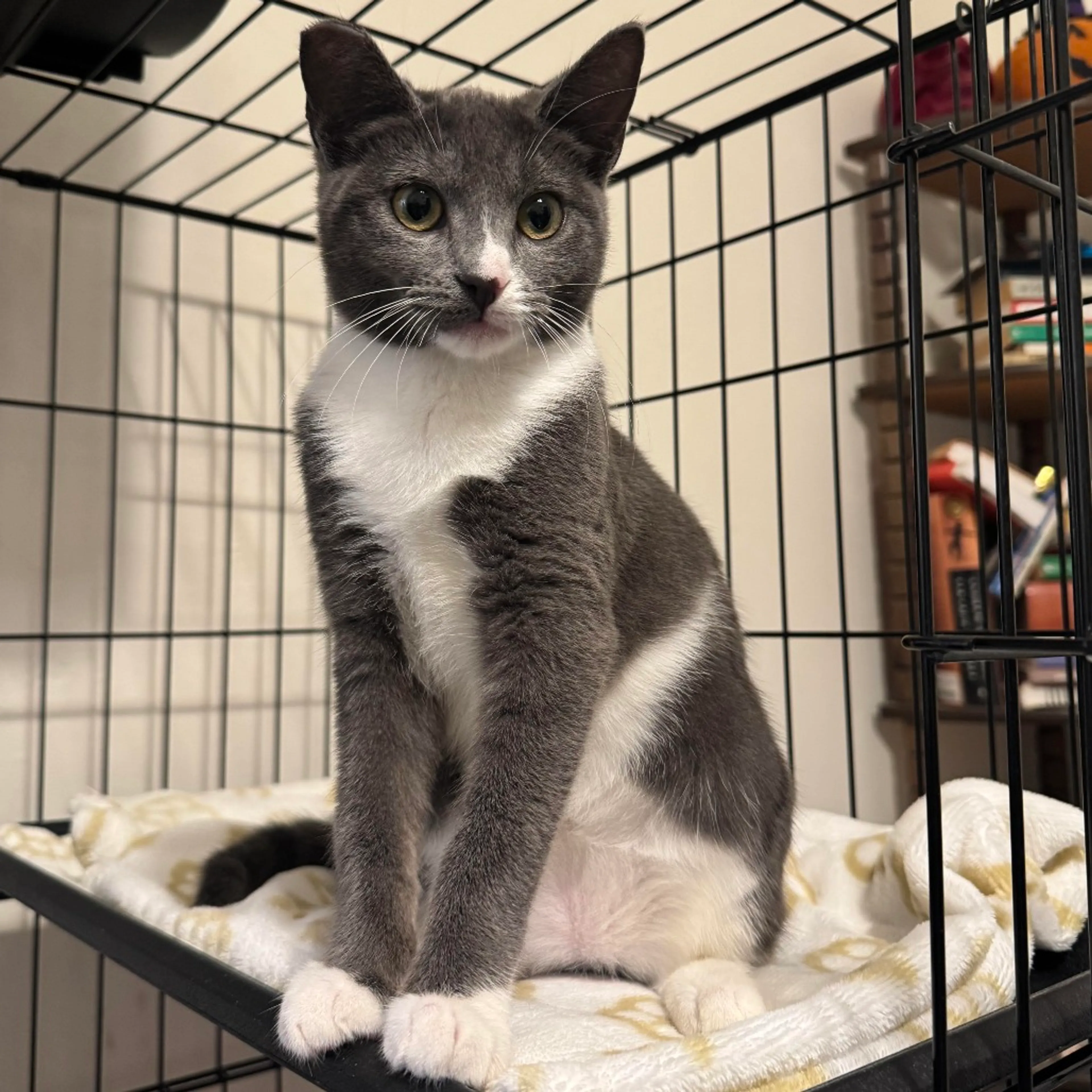 Found pet-2