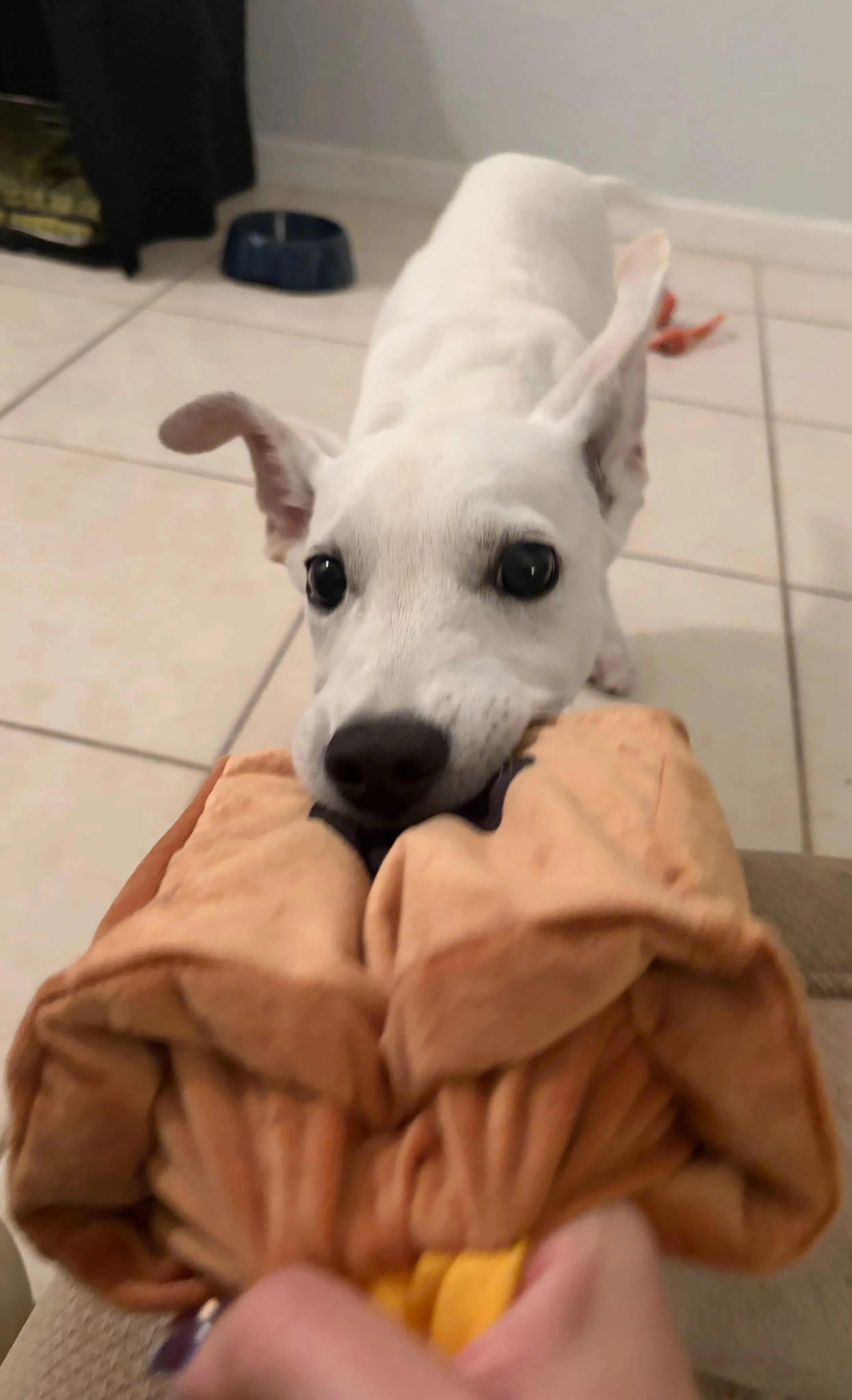 Found pet-9