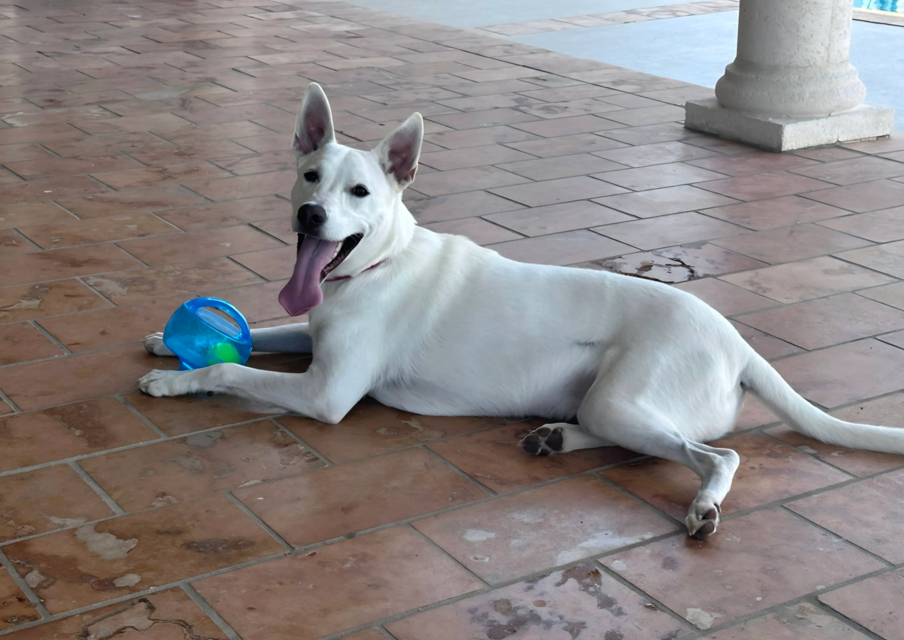 Found pet-1