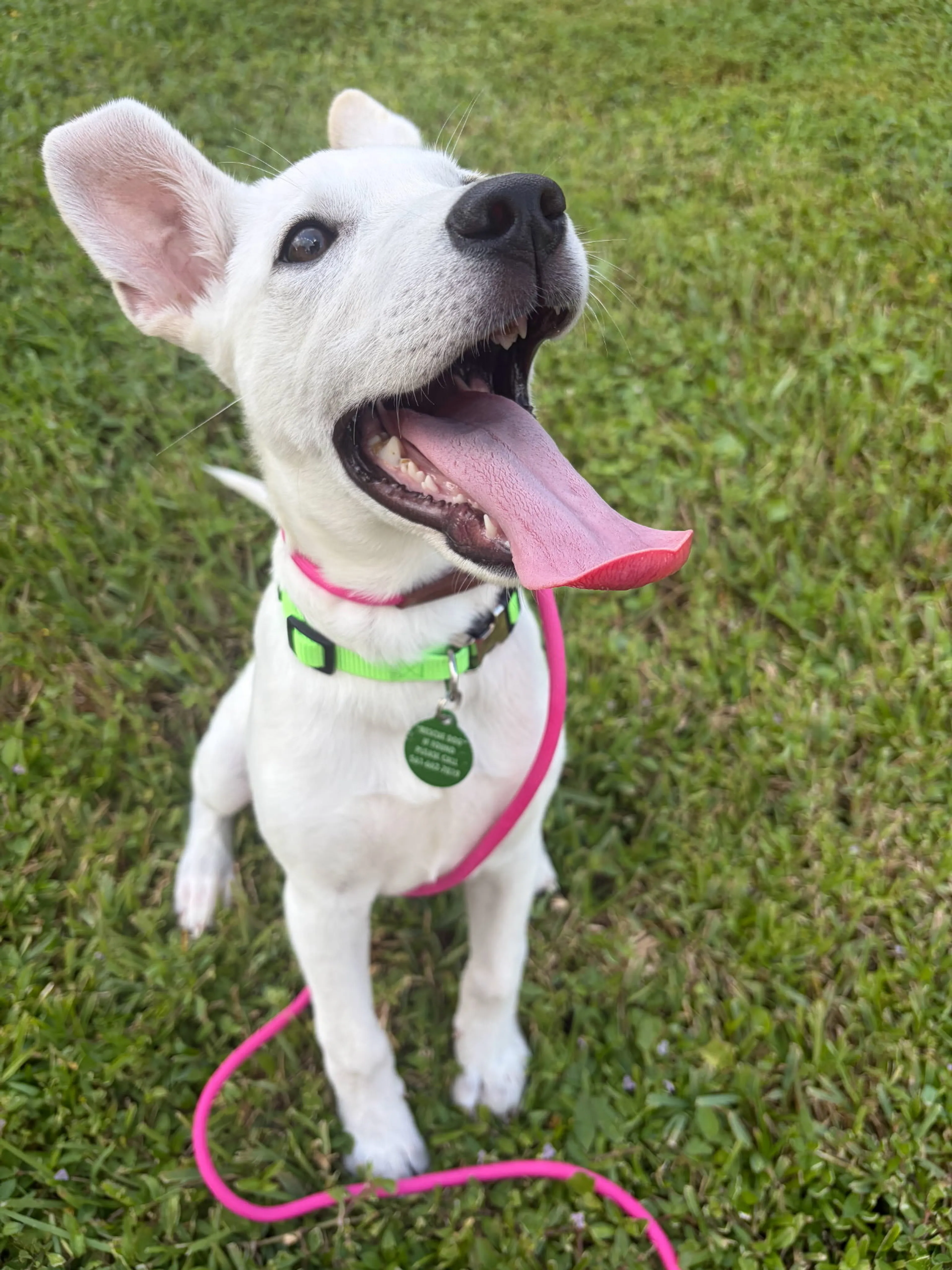 Found pet-8