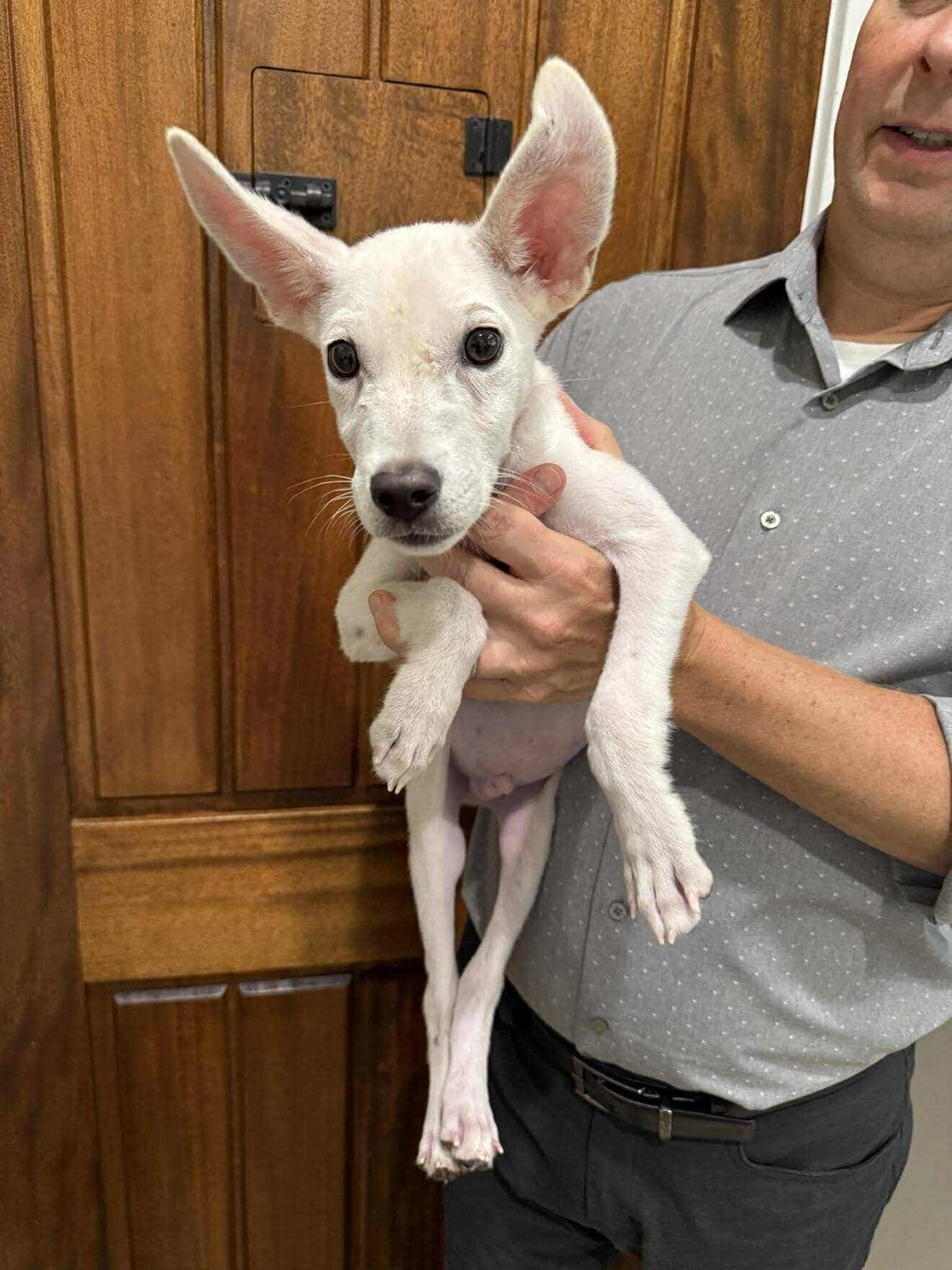 Found pet-7
