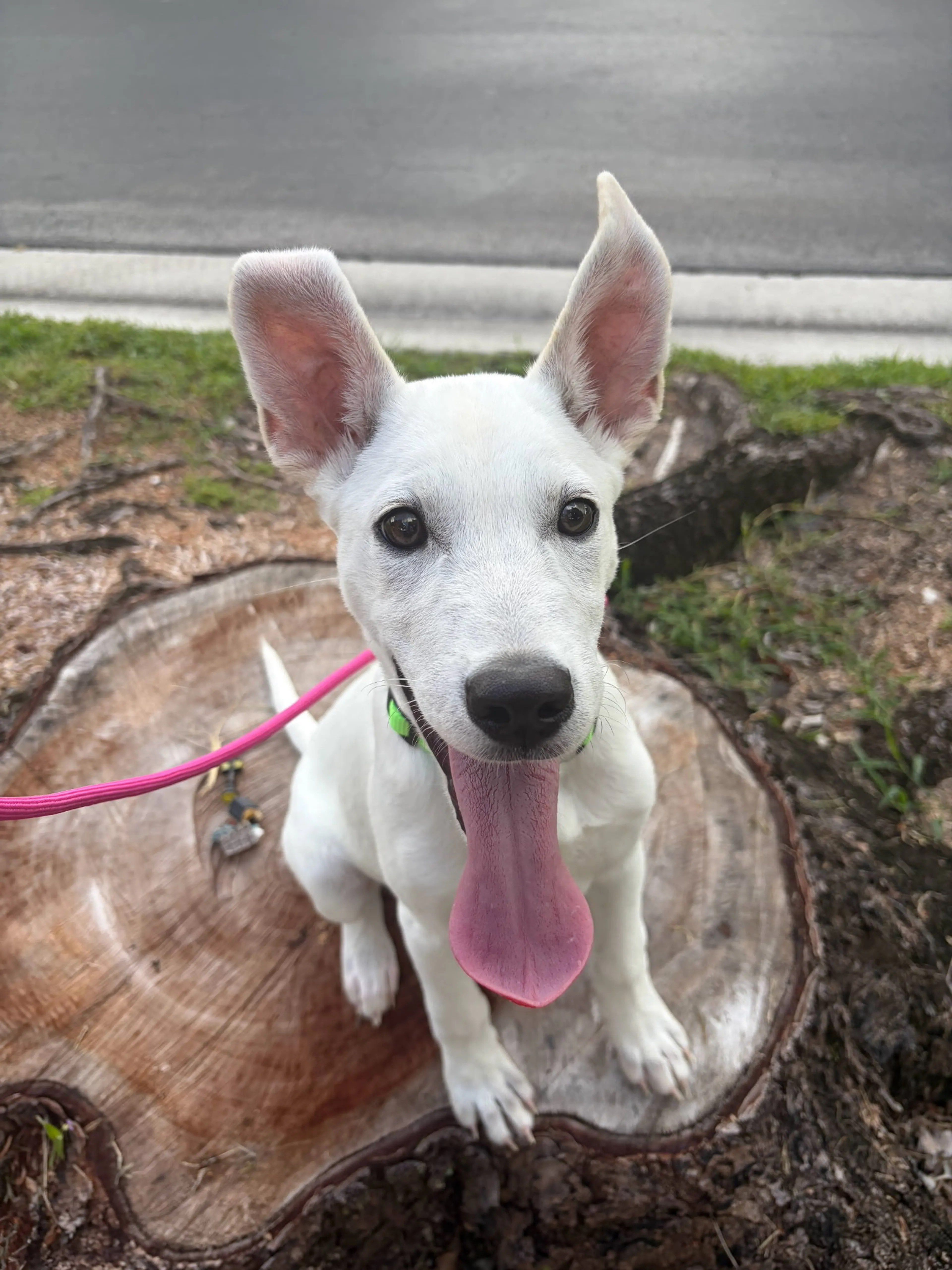 Found pet-2