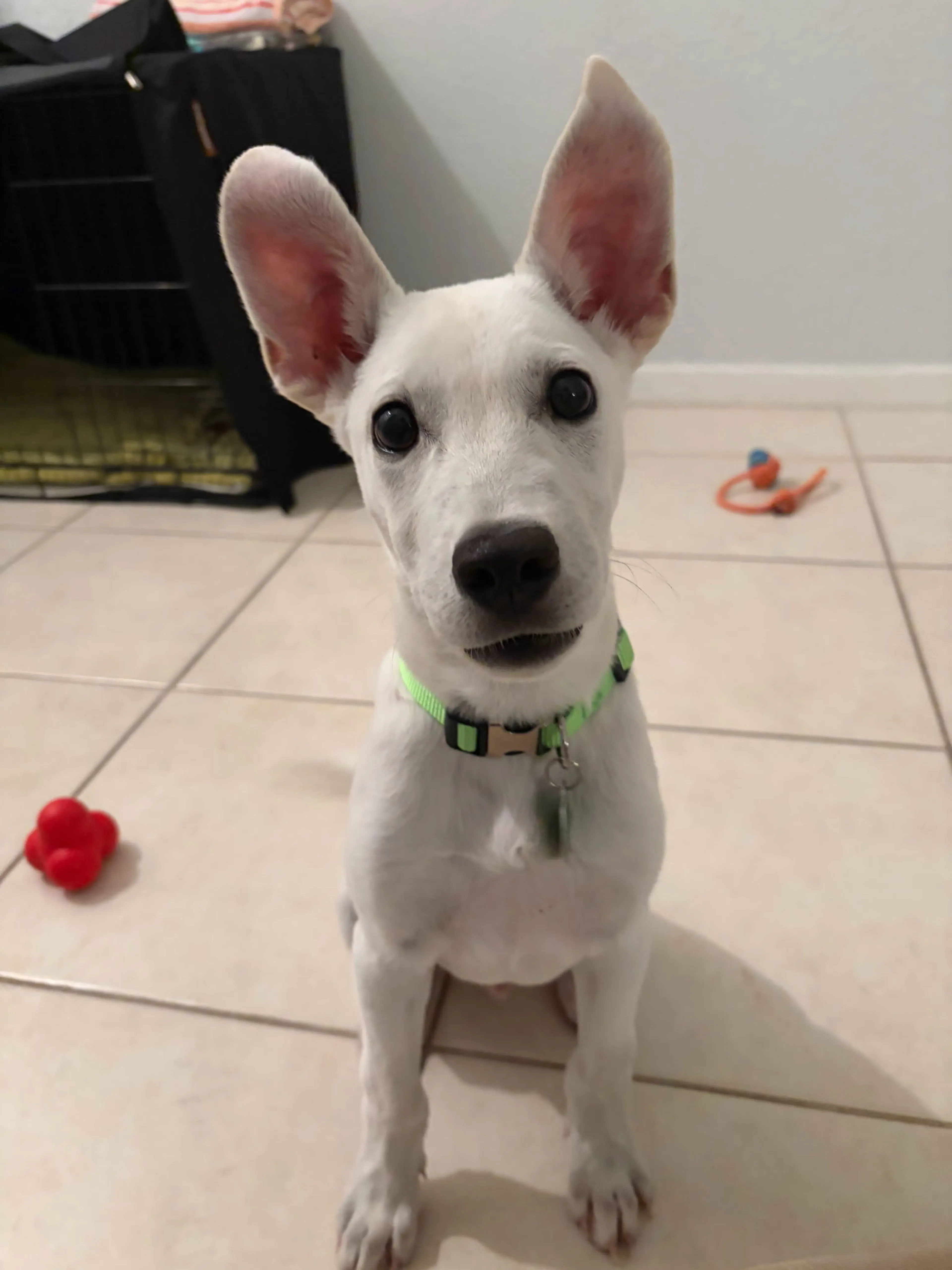 Found pet-4