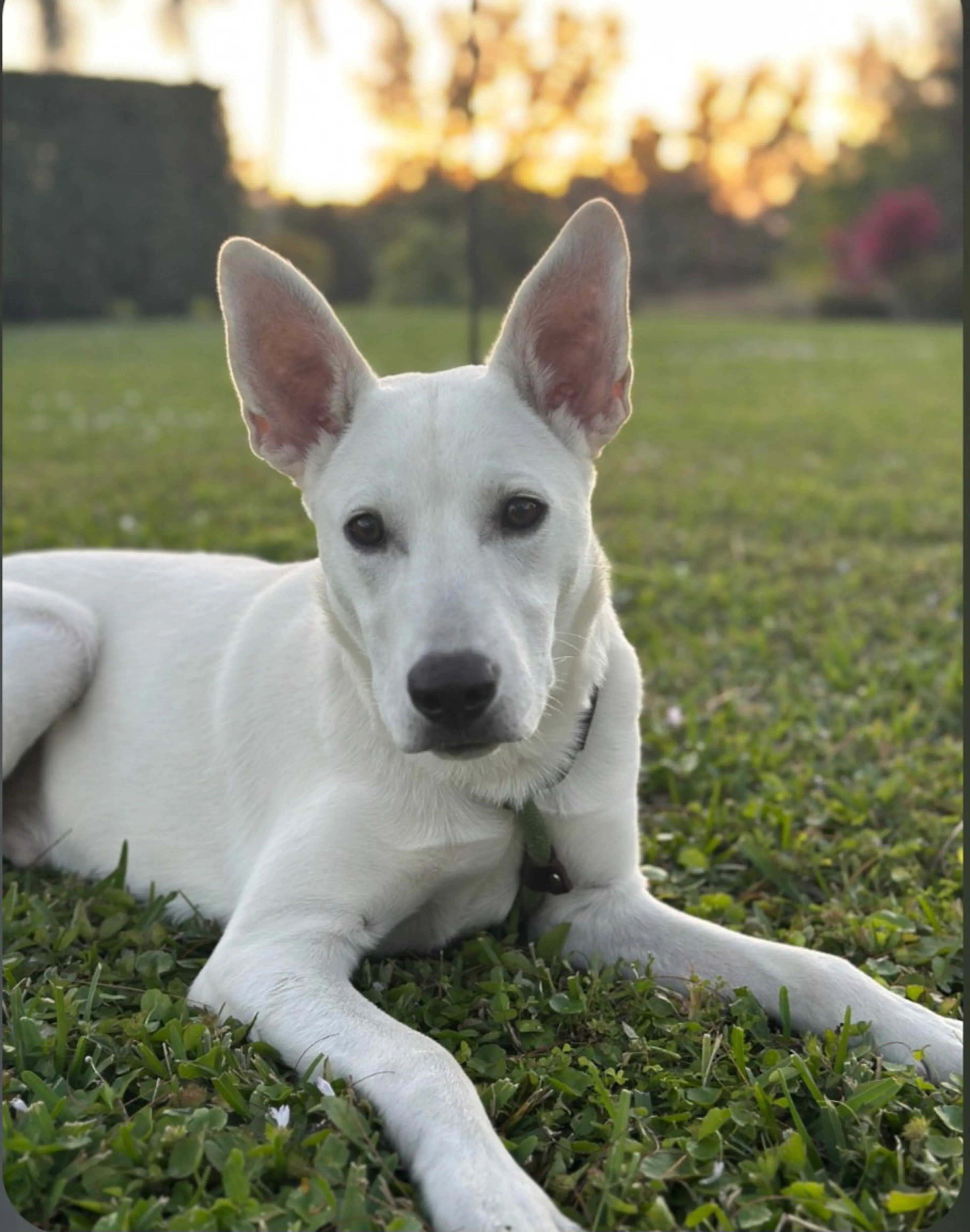 Found pet-5