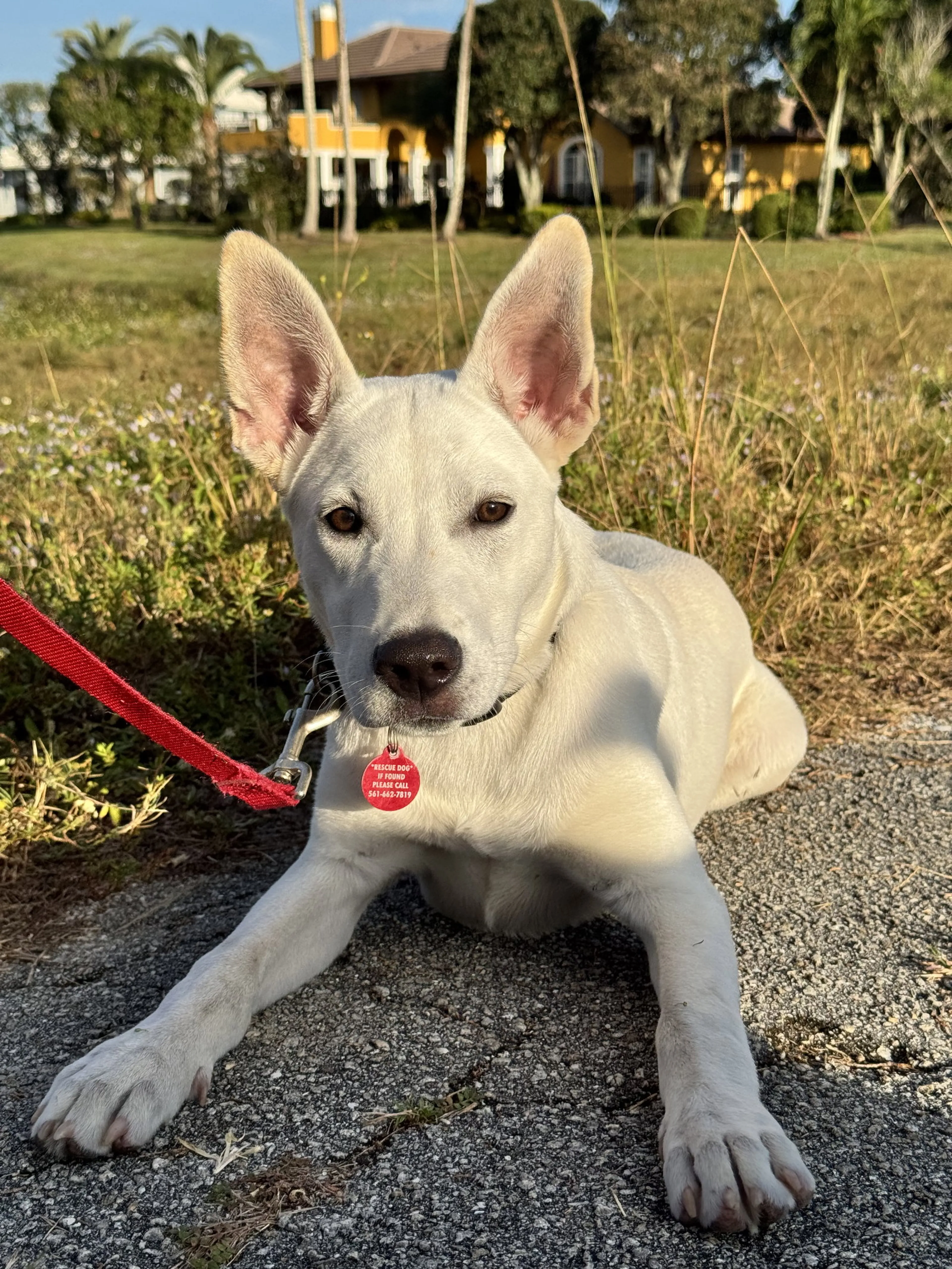 Found pet-6