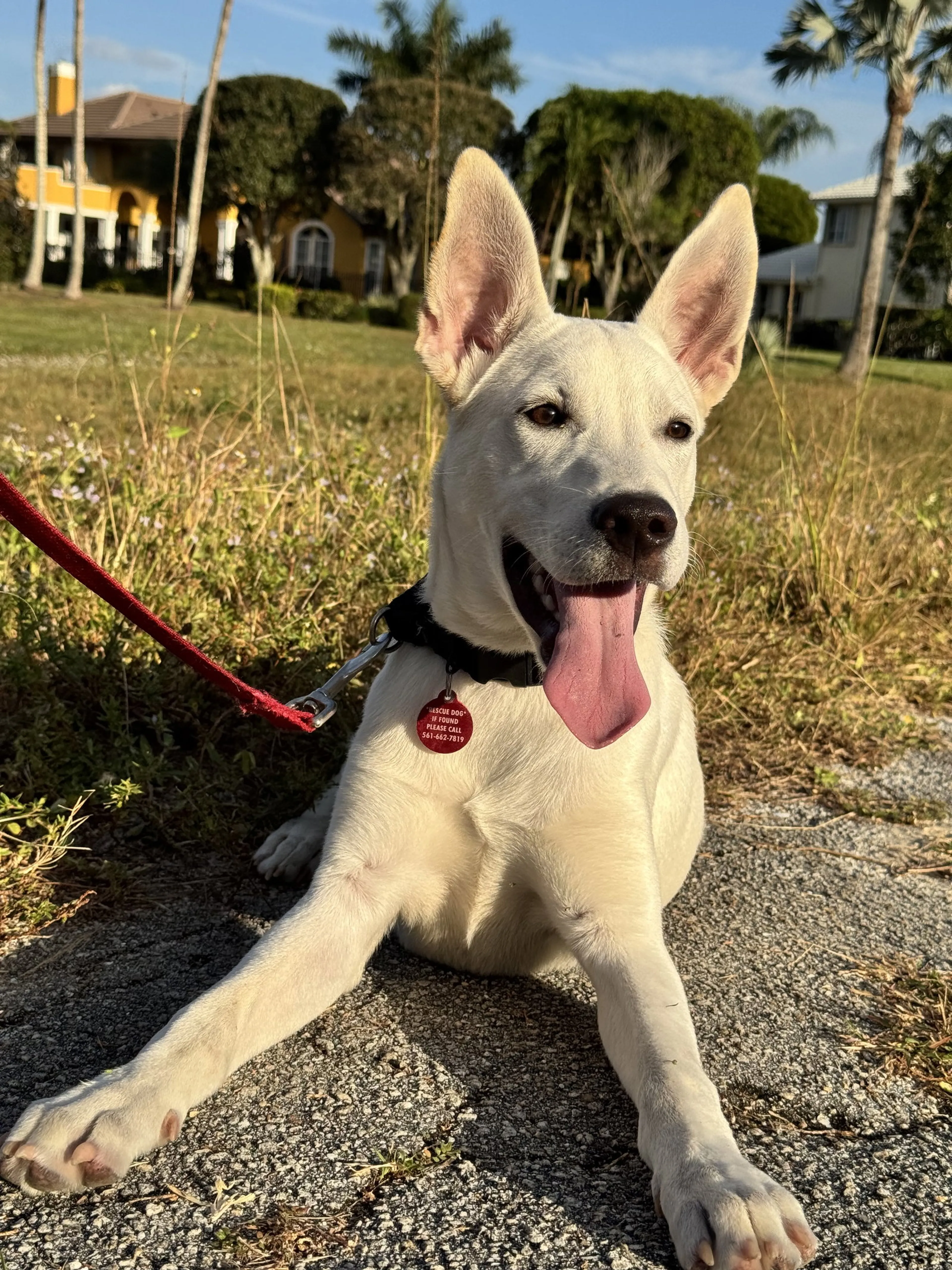 Found pet-3