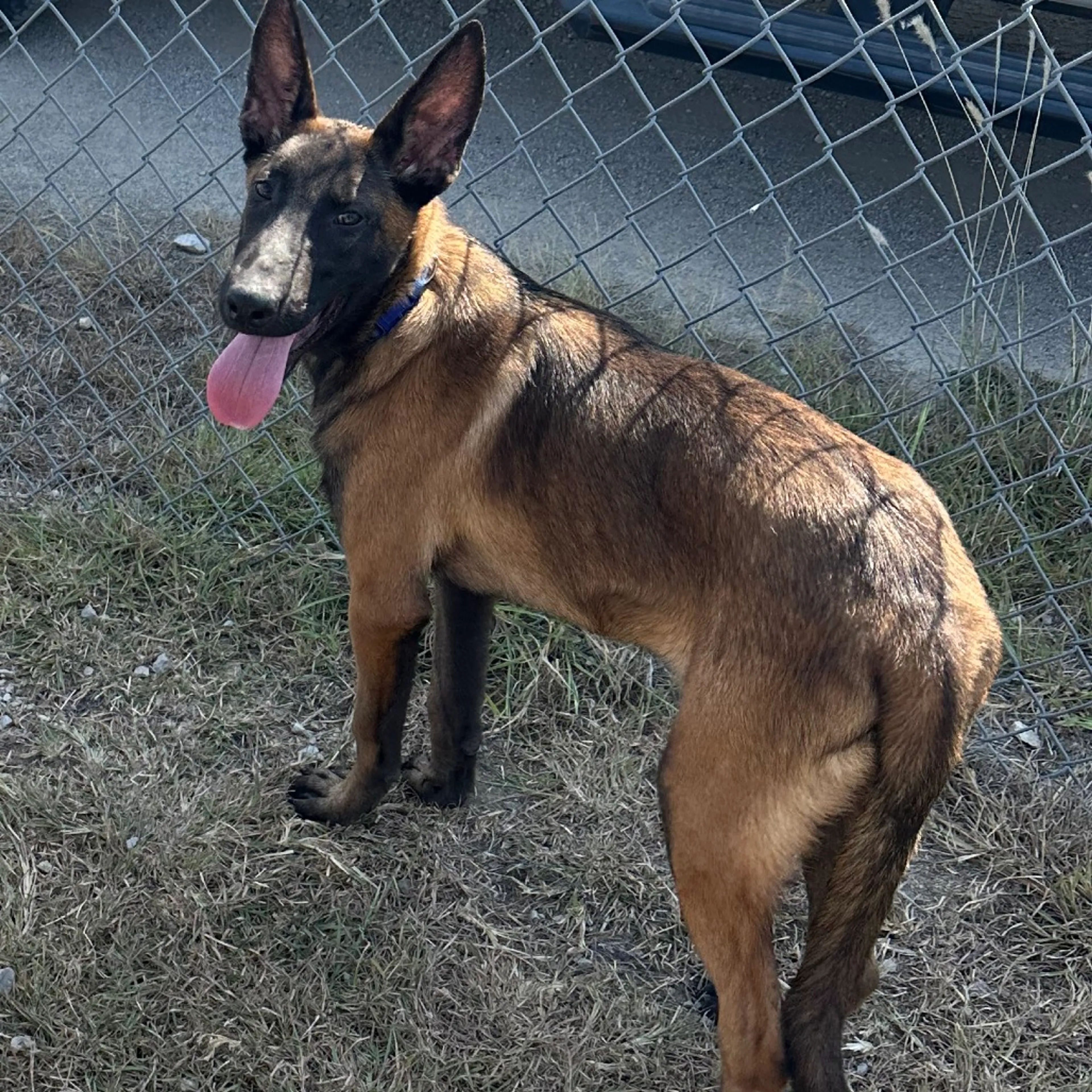 Found pet