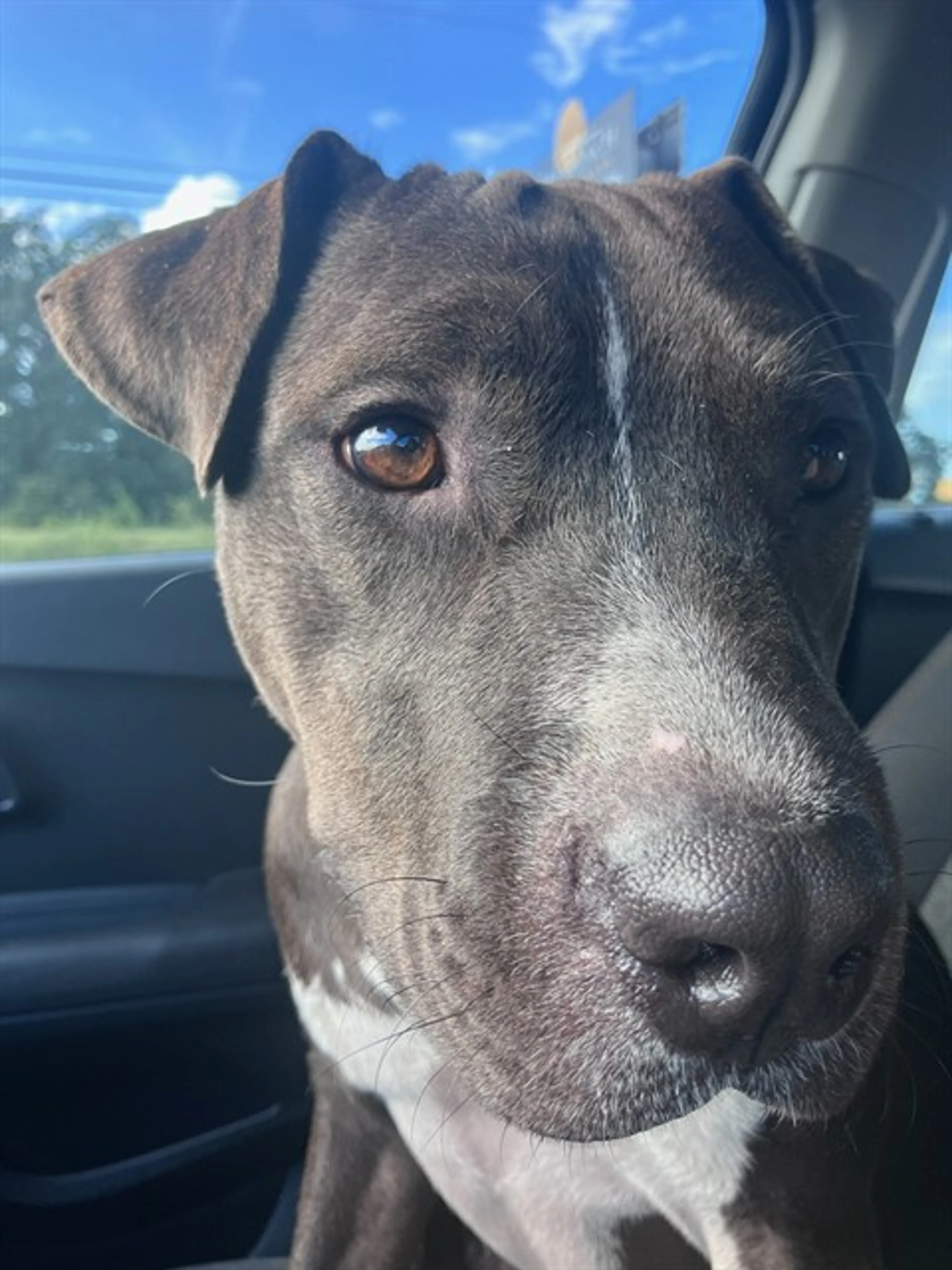Found pet