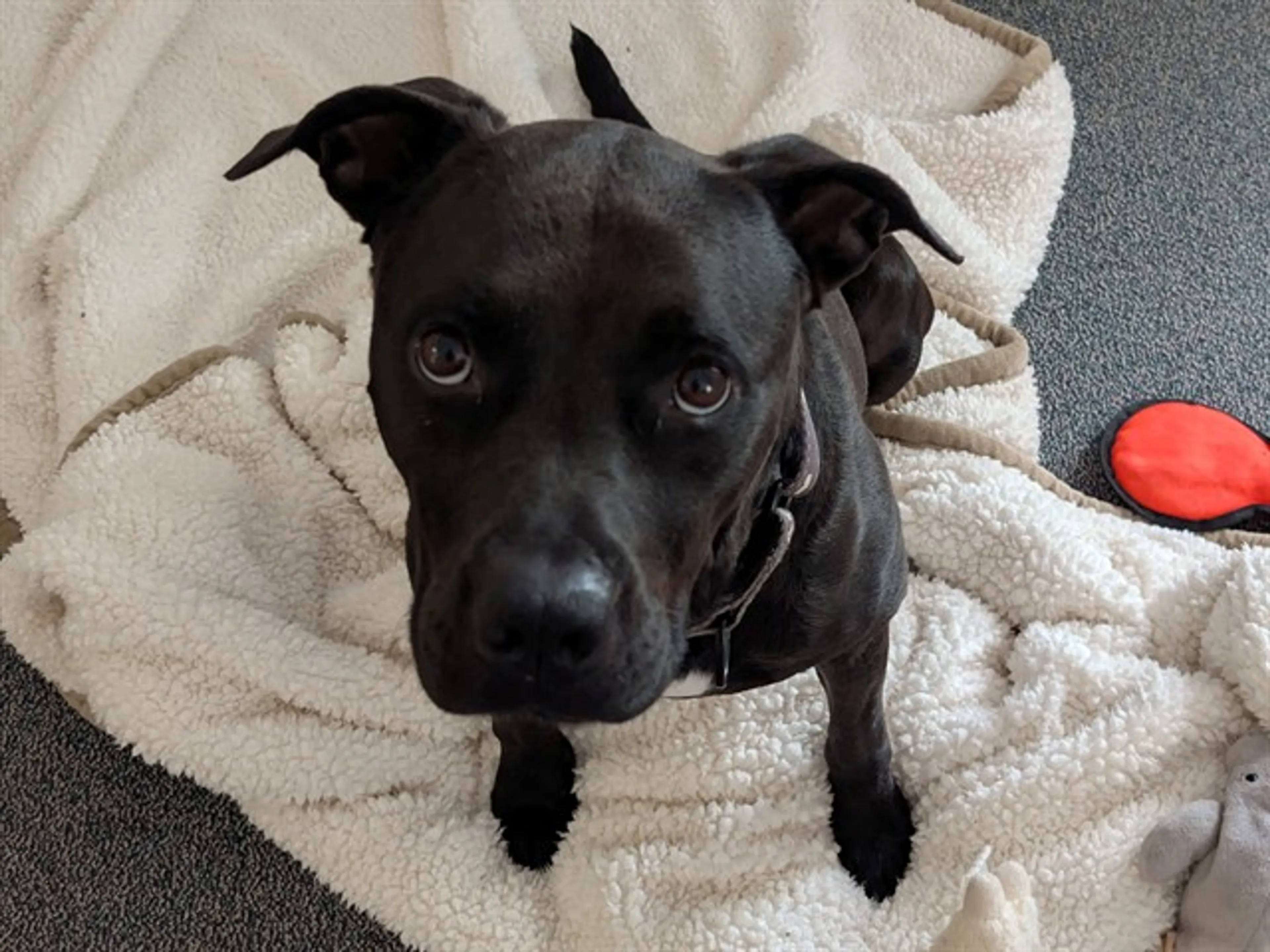 Found pet