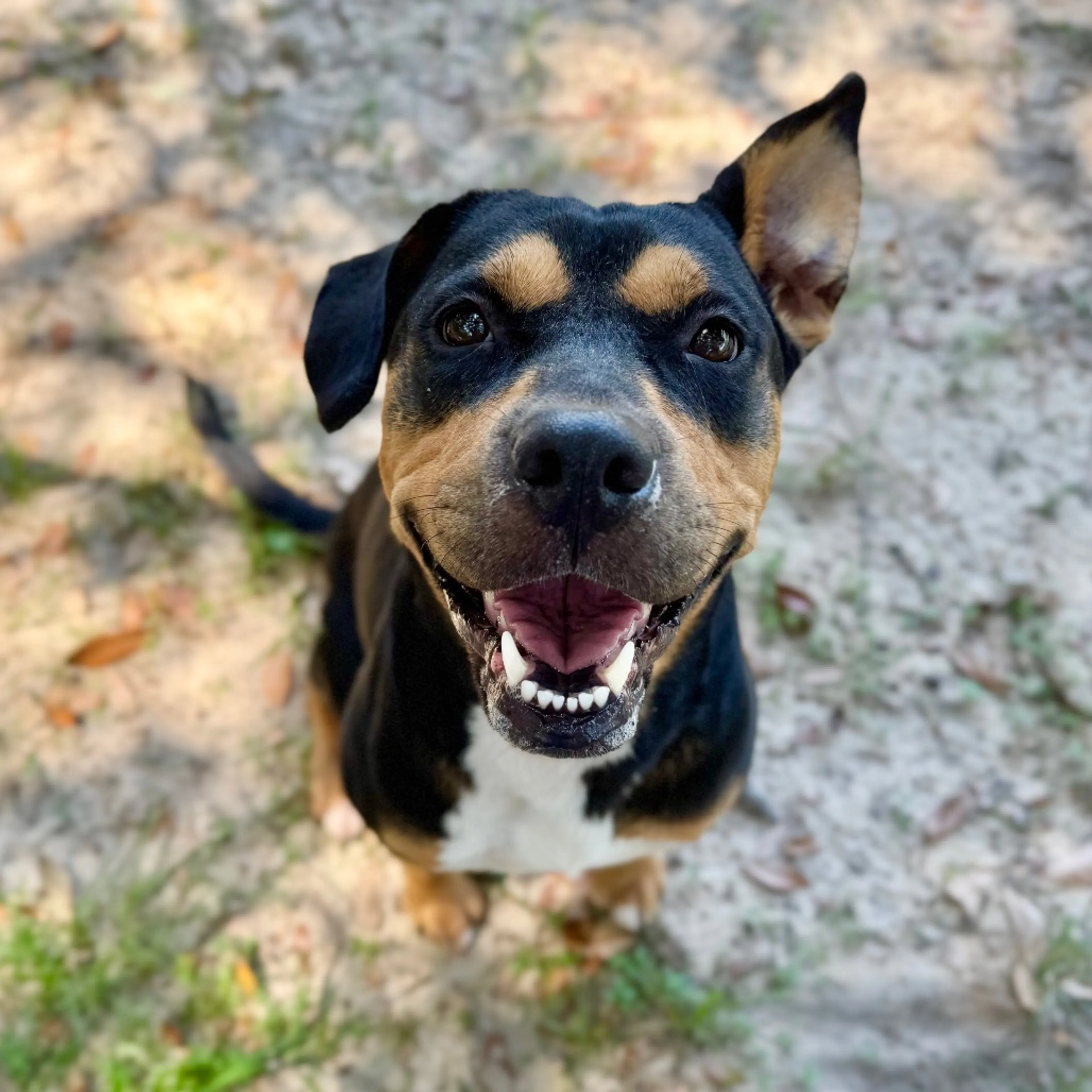Found pet-2