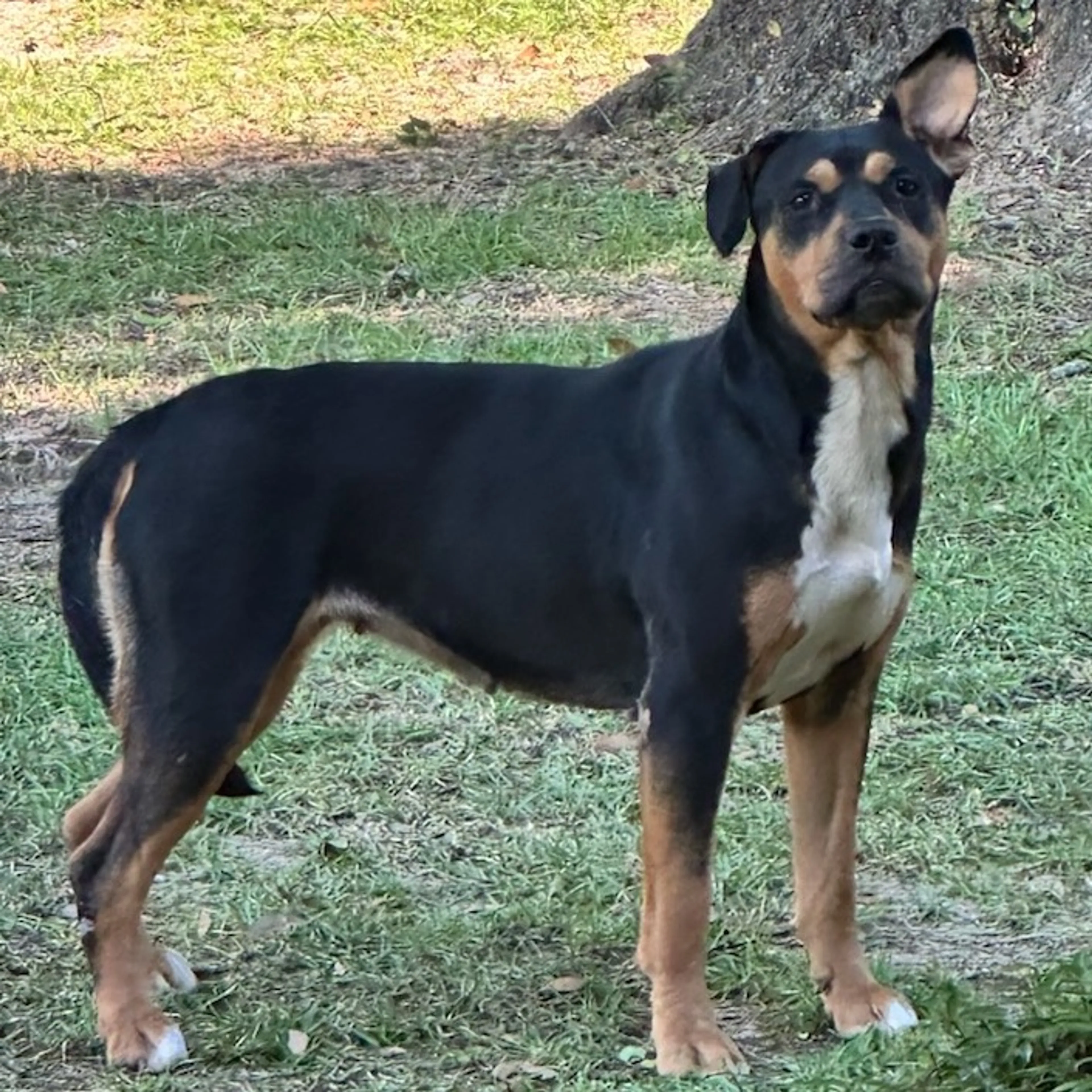 Found pet-1