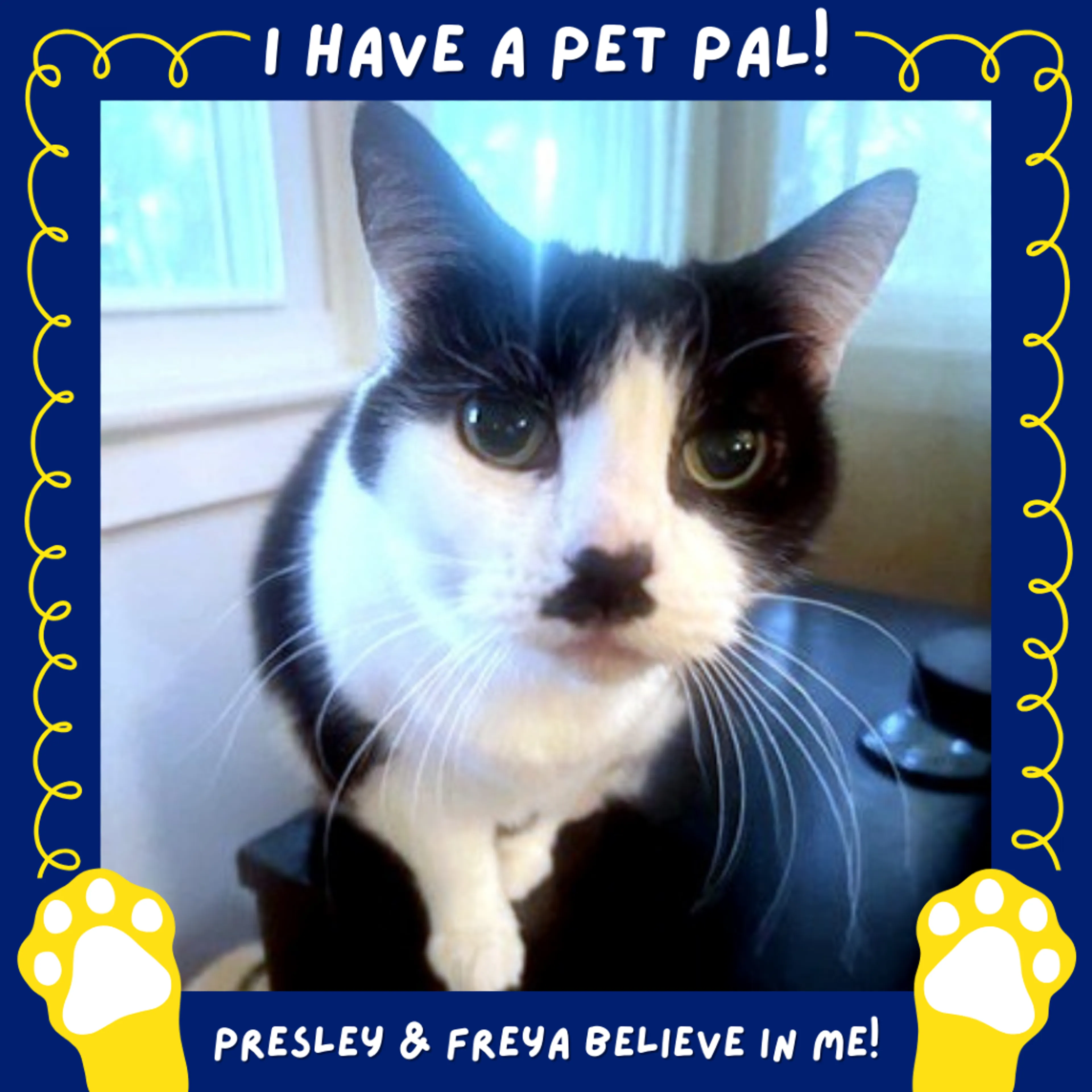 Found pet-0