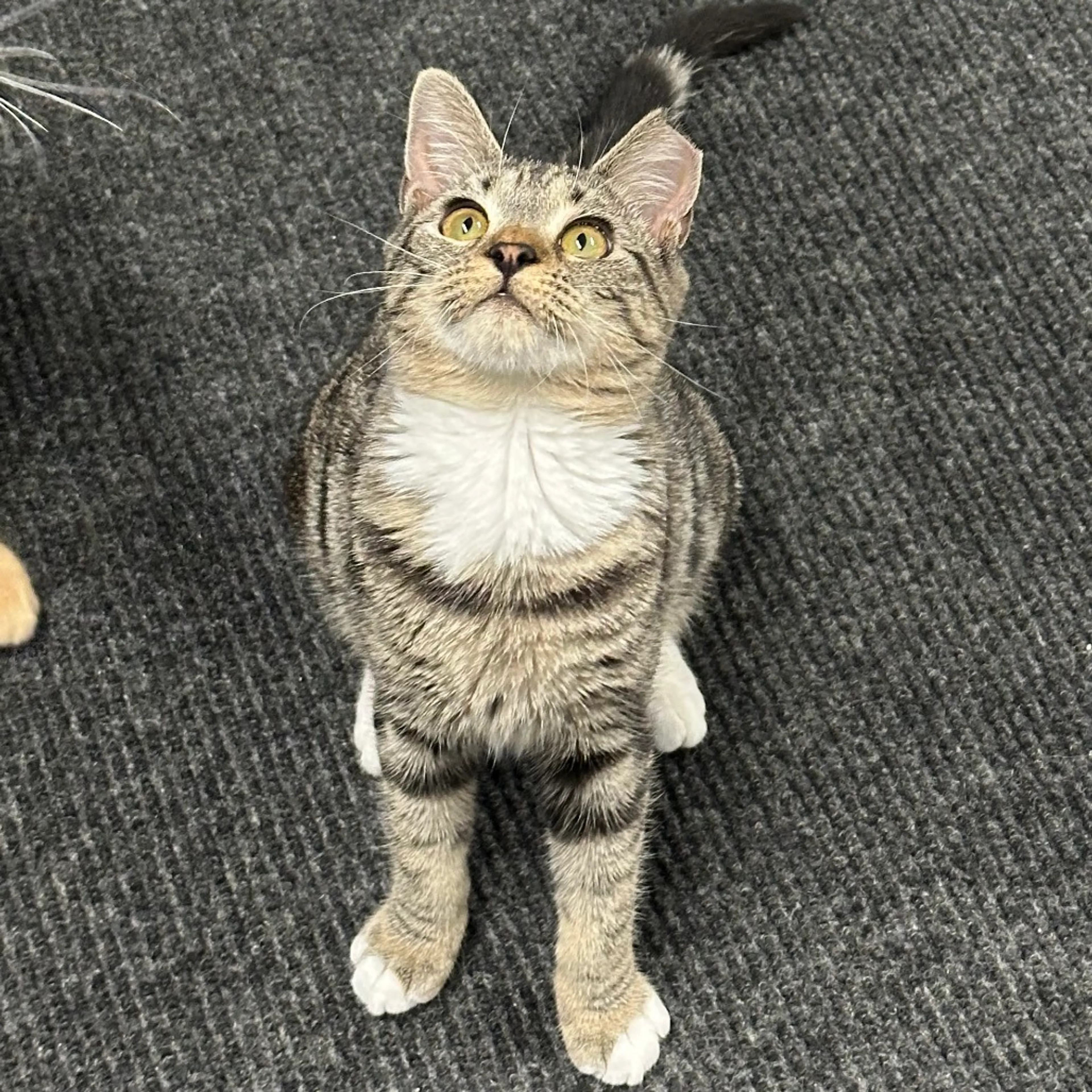 Found pet-2
