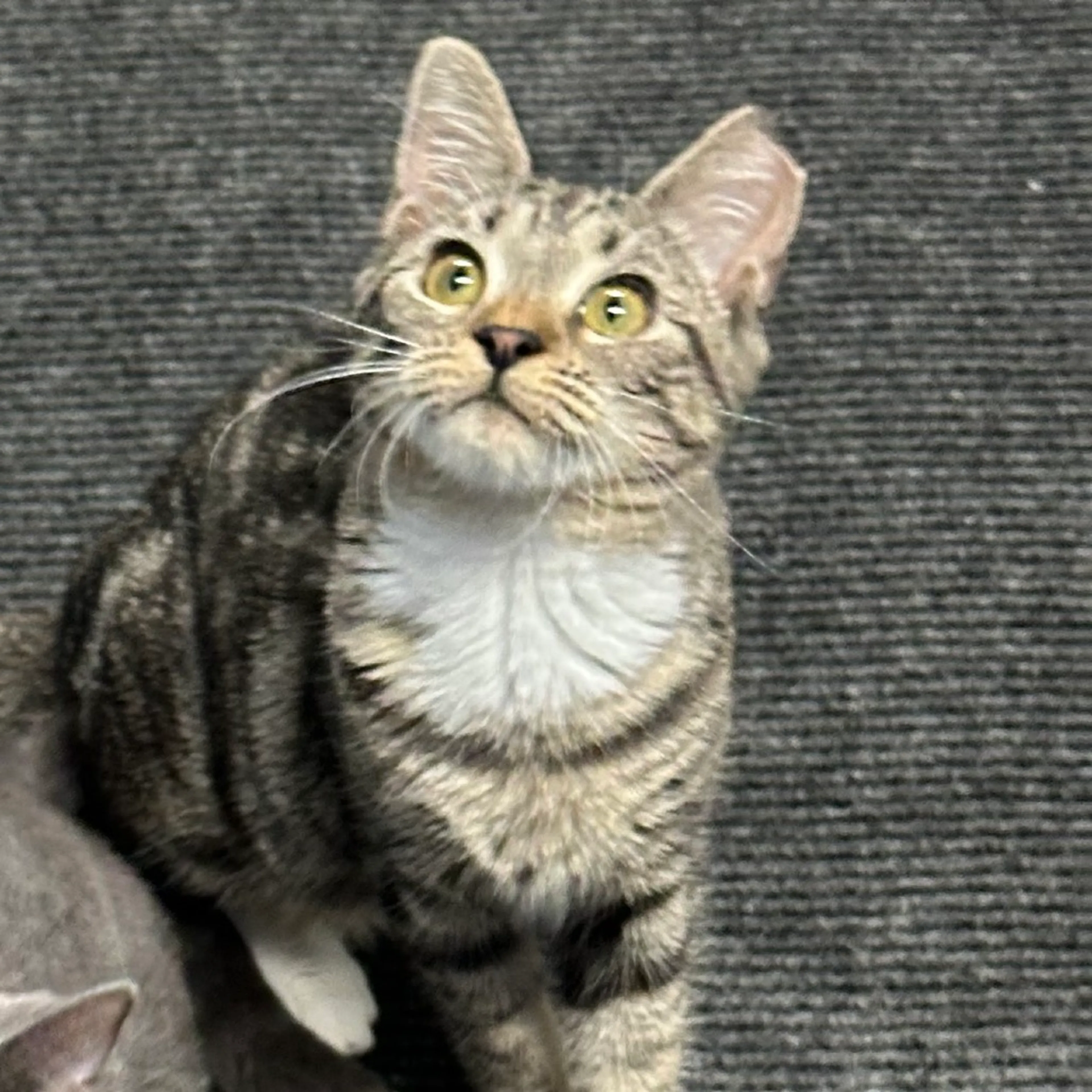 Found pet-1