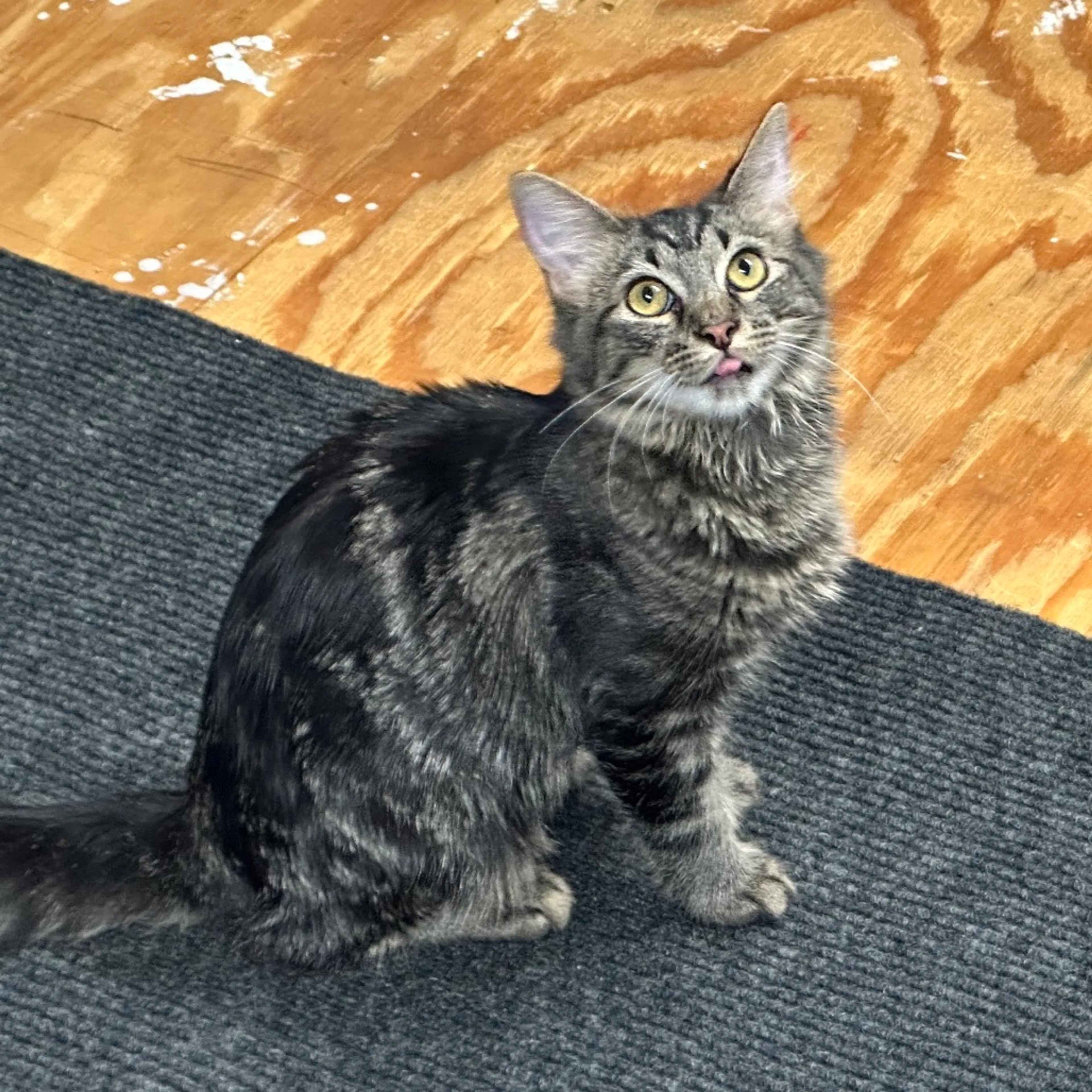 Found pet-0