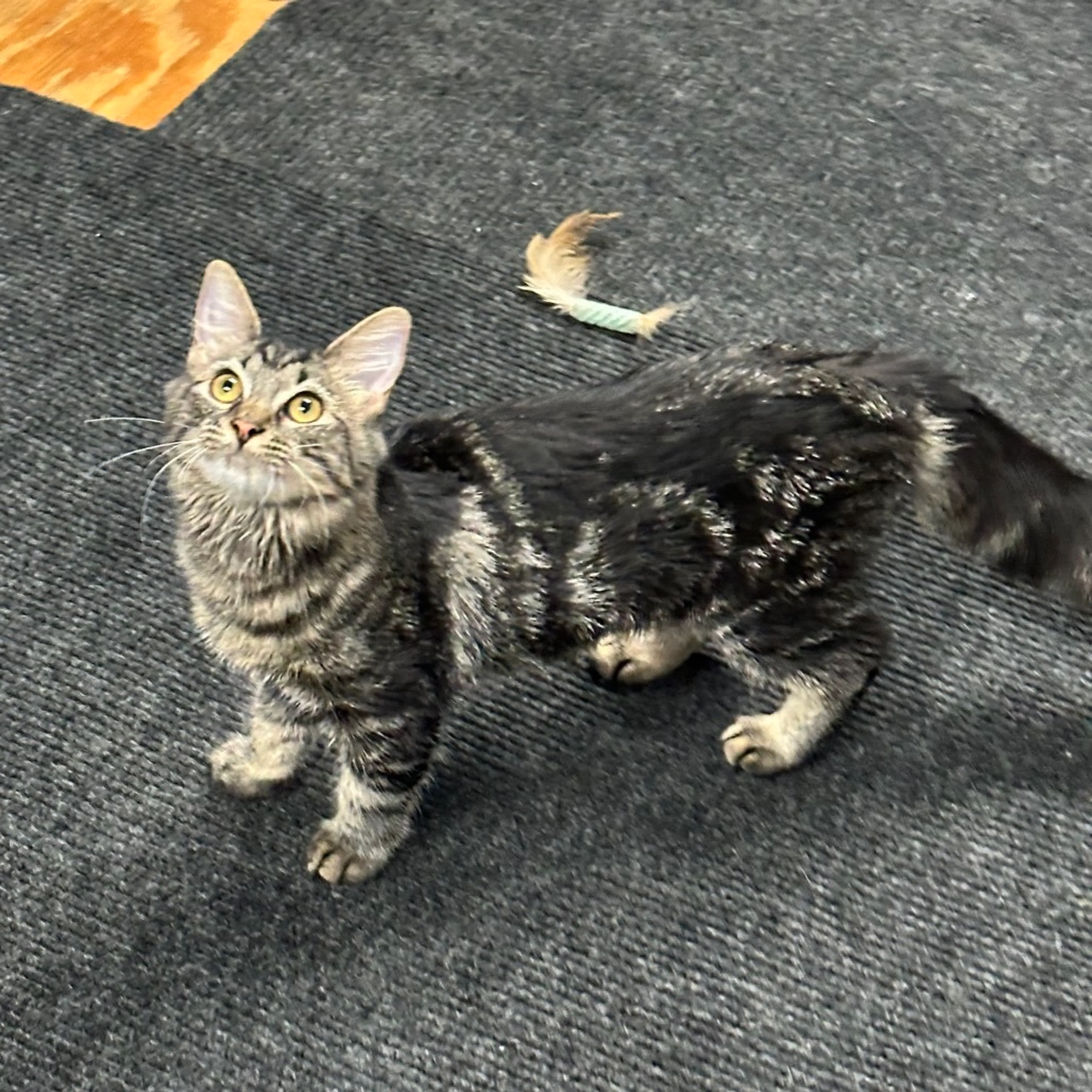Found pet-1