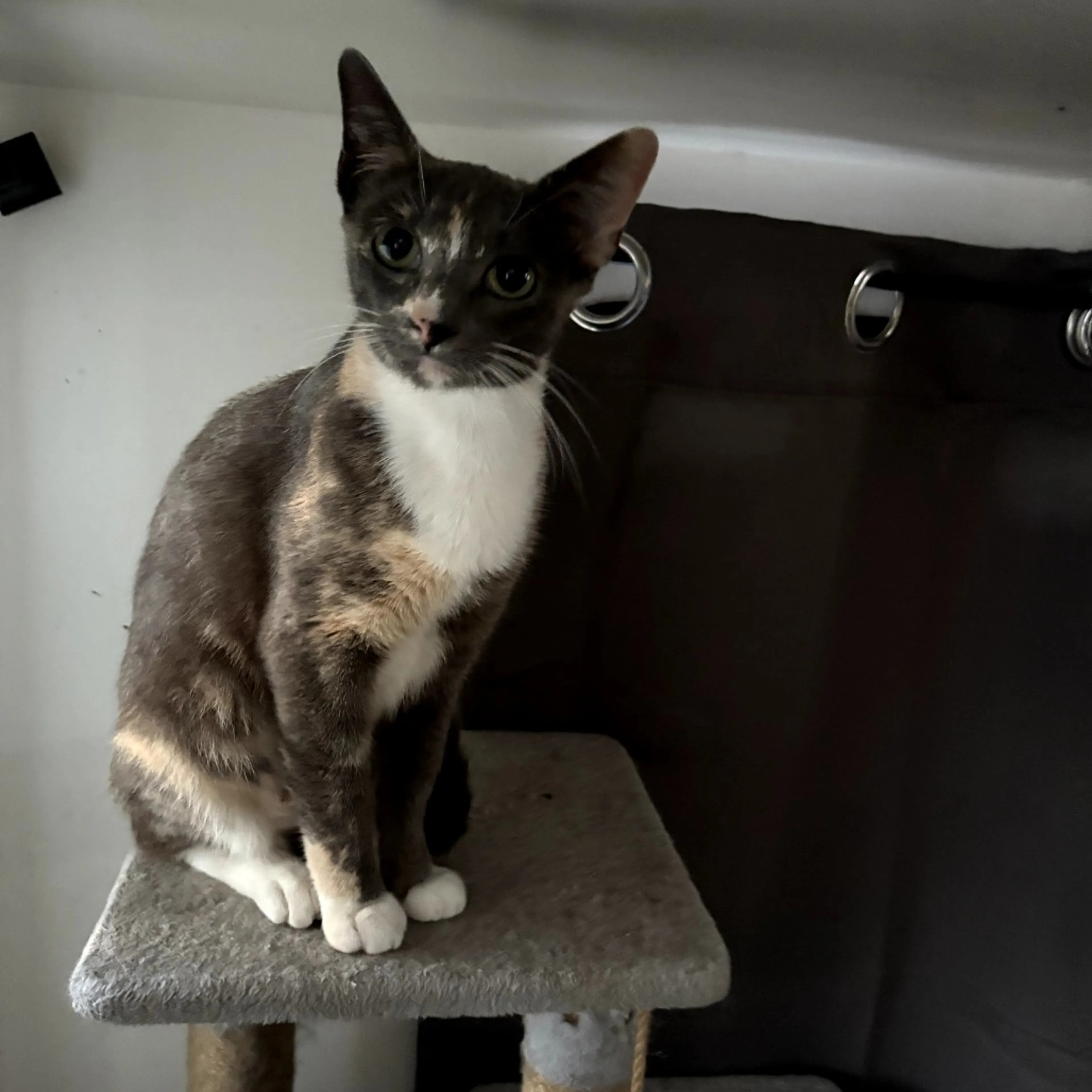 Found pet-1