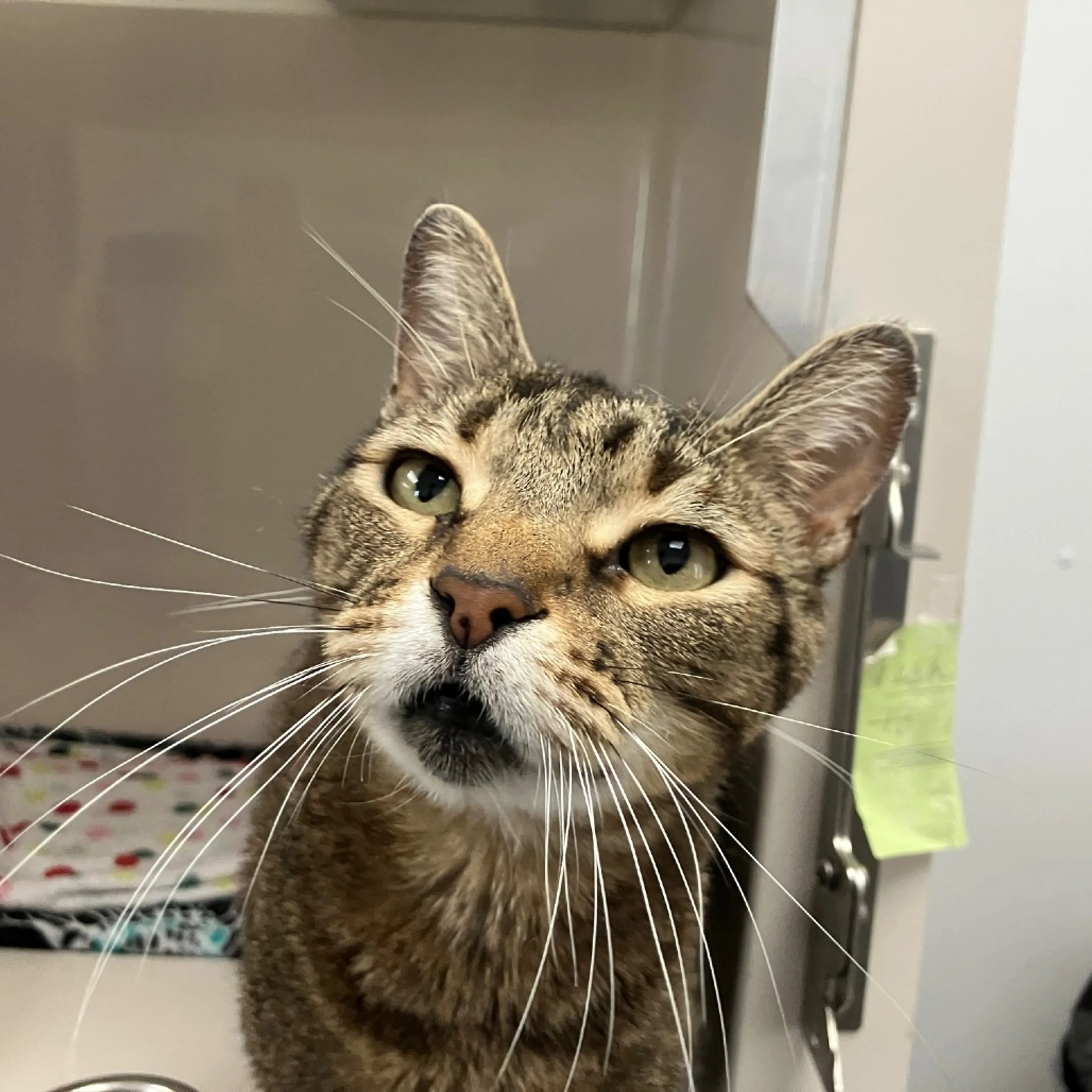 Found pet-3