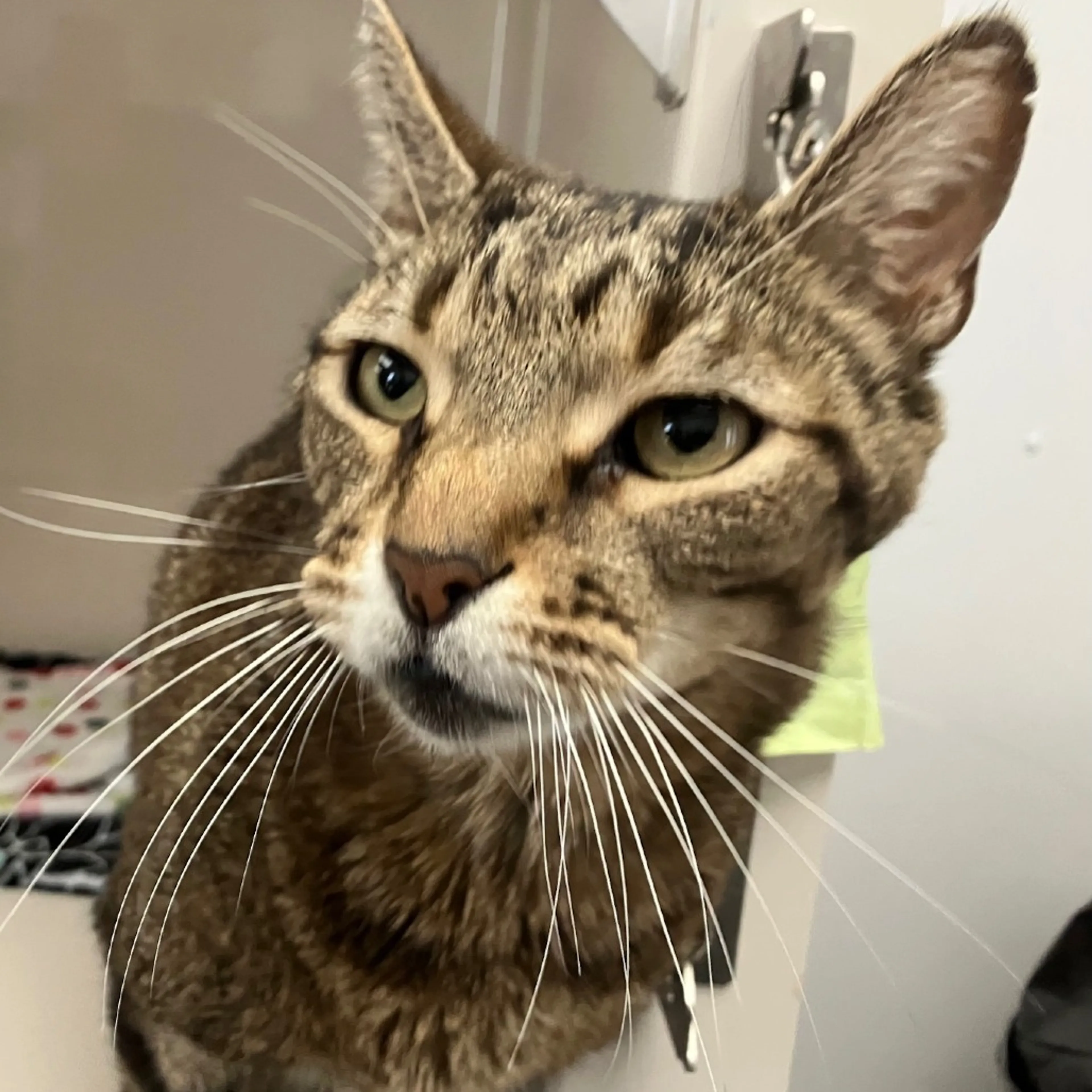 Found pet-2