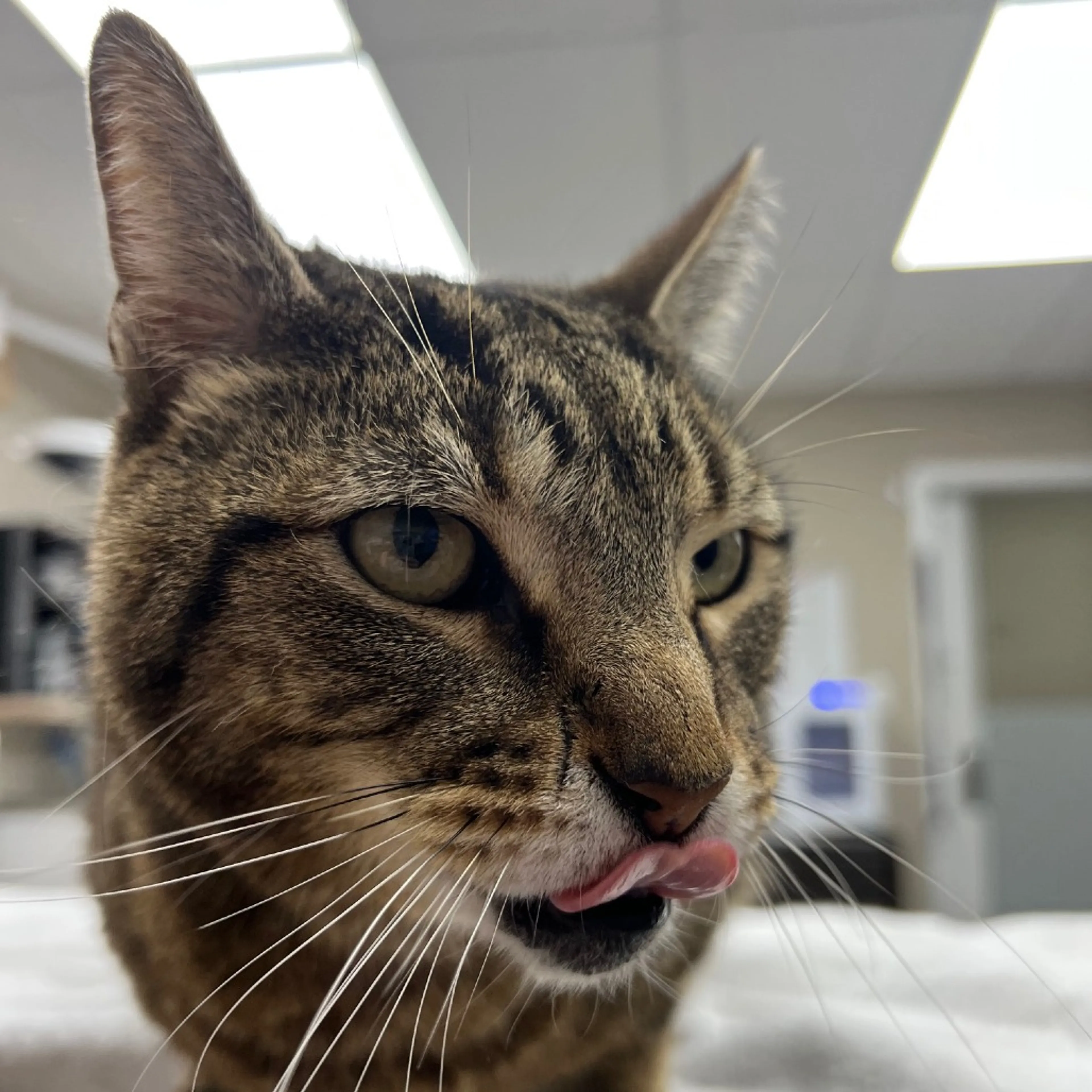 Found pet-1