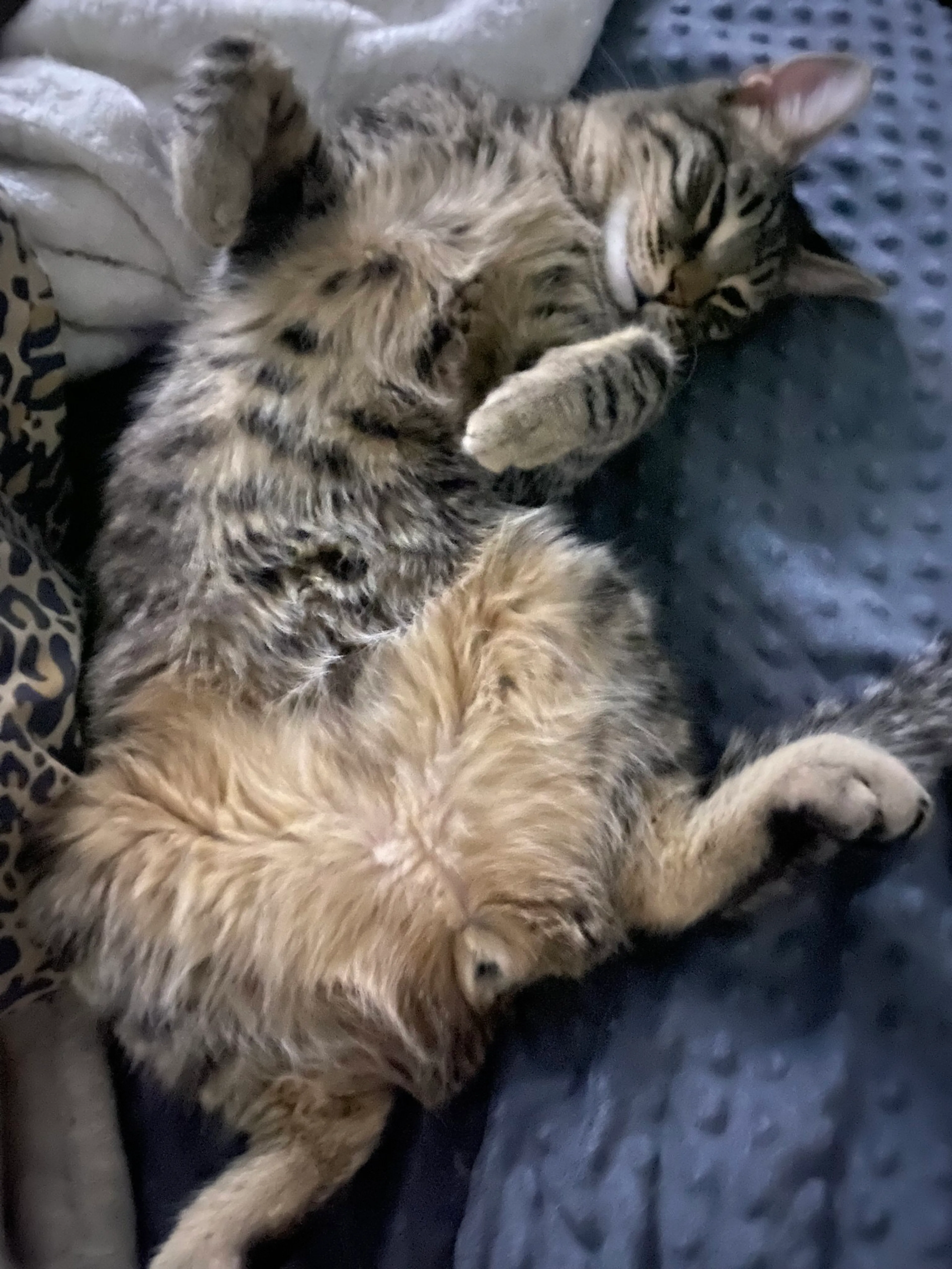 Found pet-1