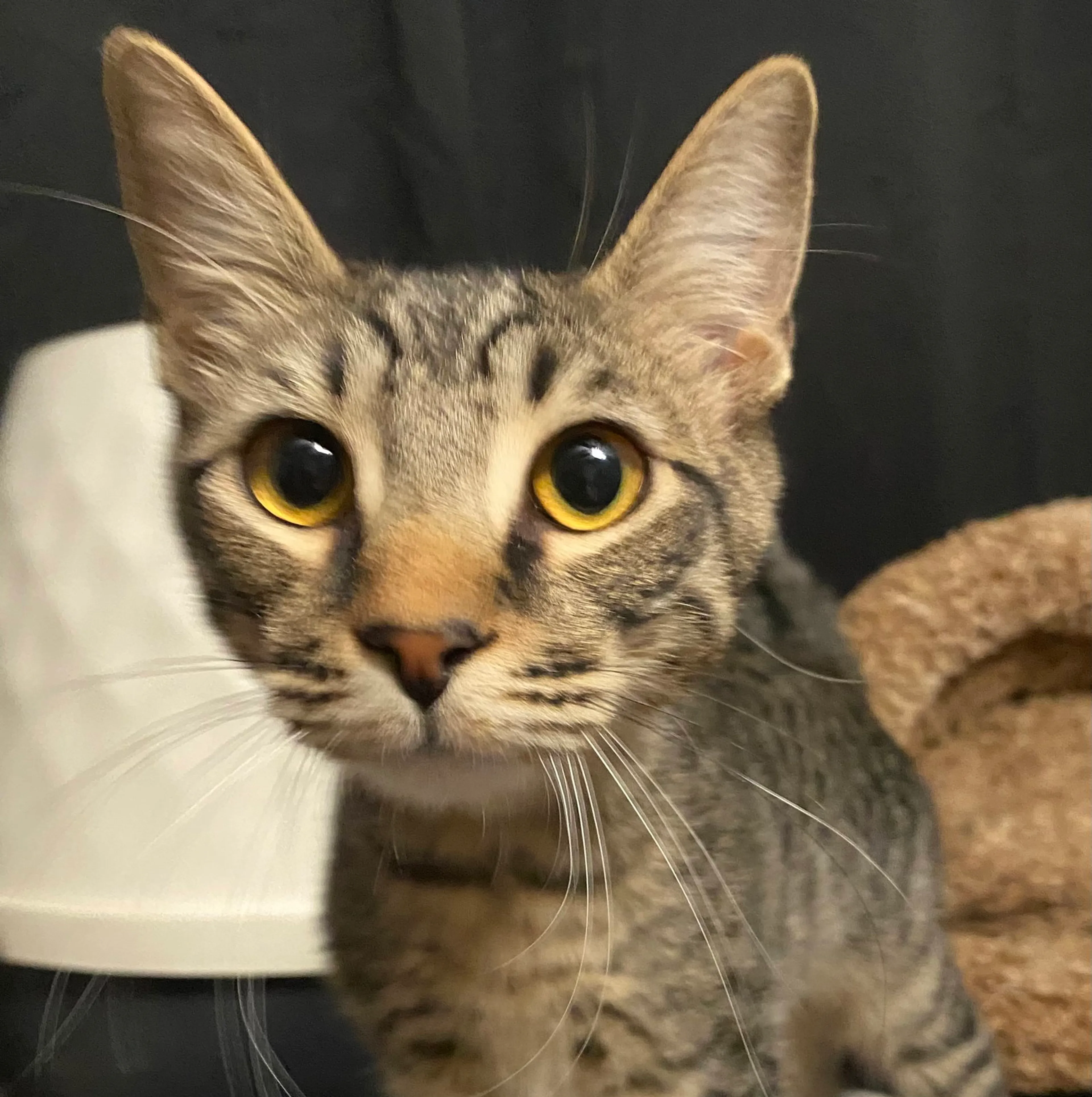 Found pet-2