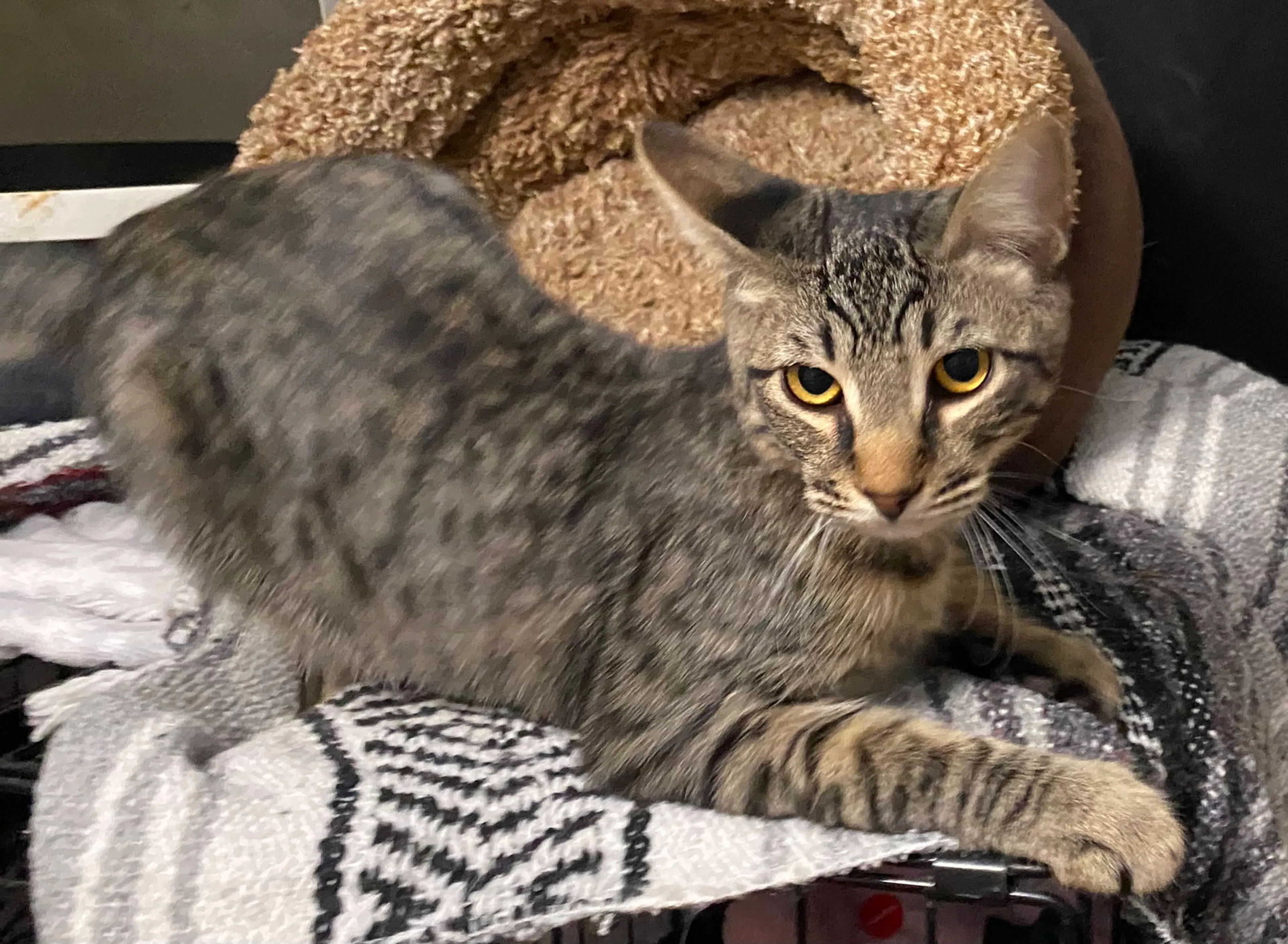 Found pet-3