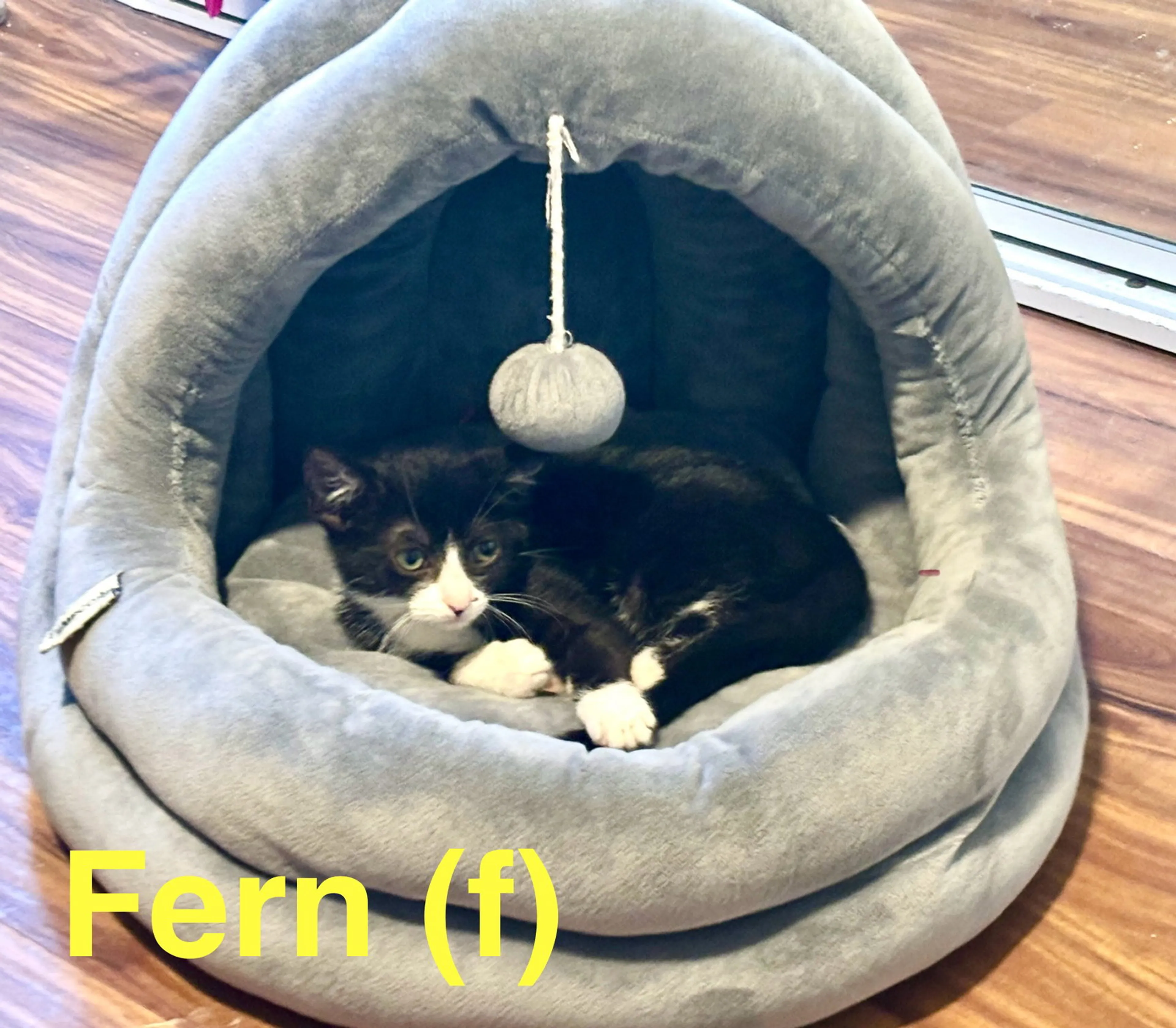 Found pet-1