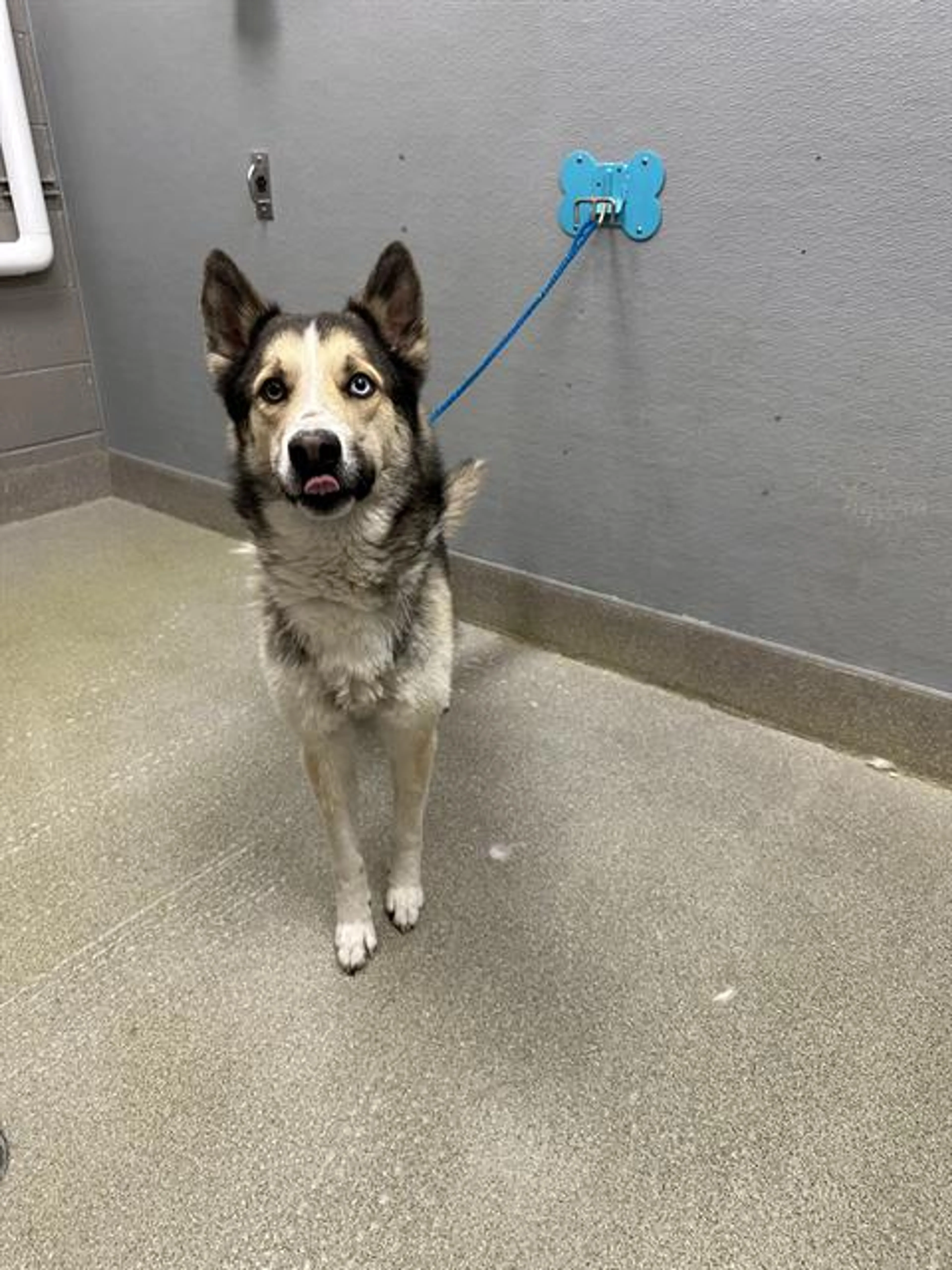Found pet