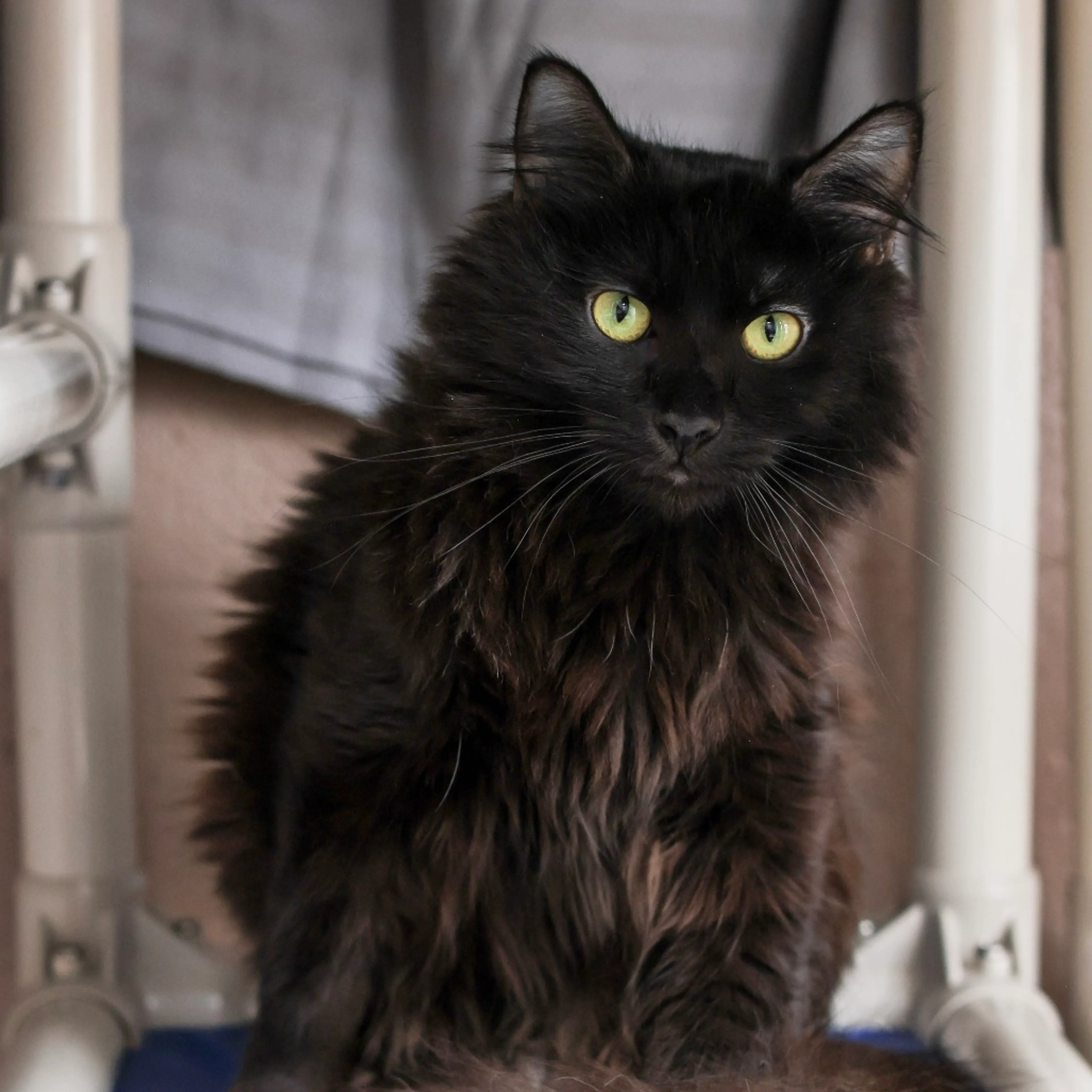 Found pet-1