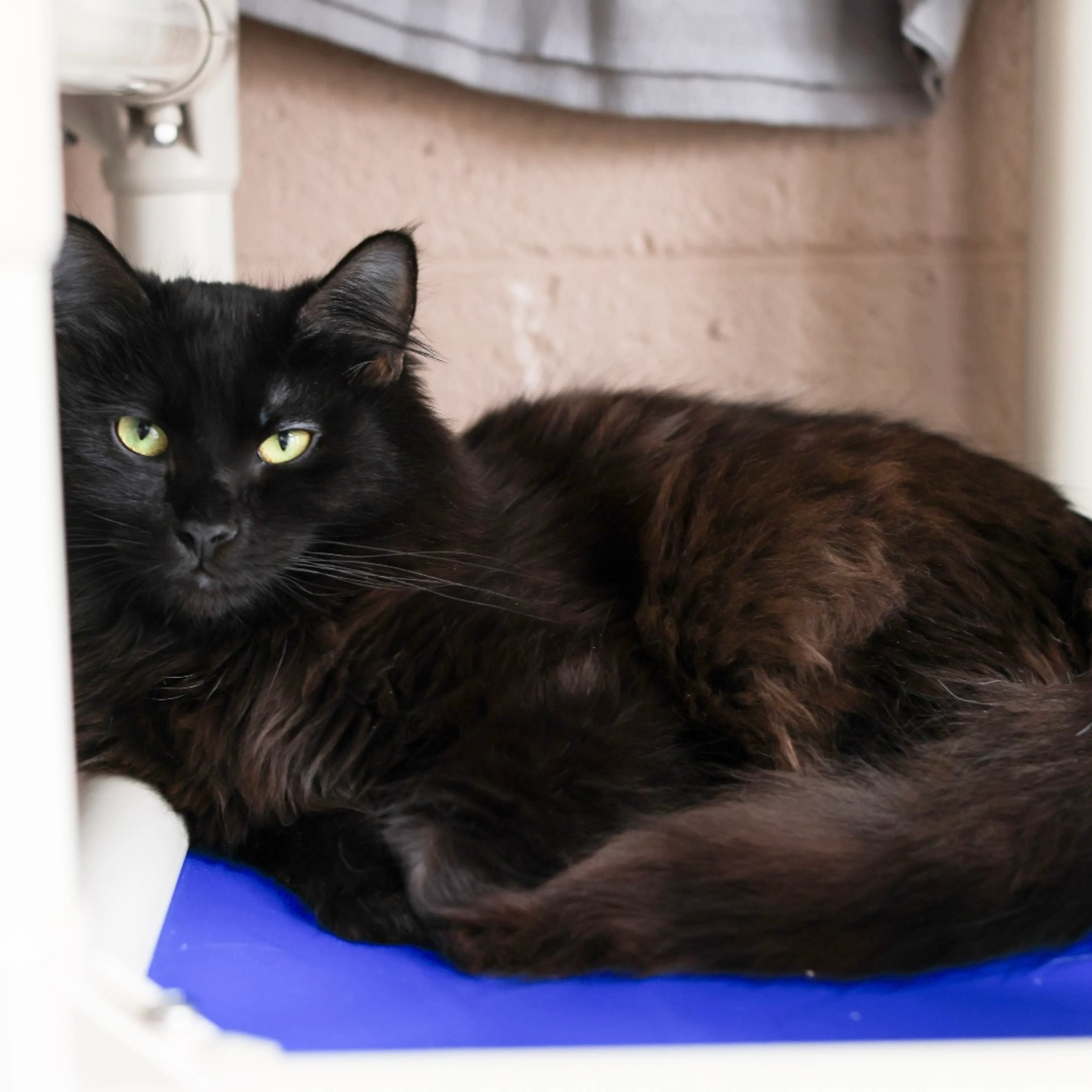 Found pet-3